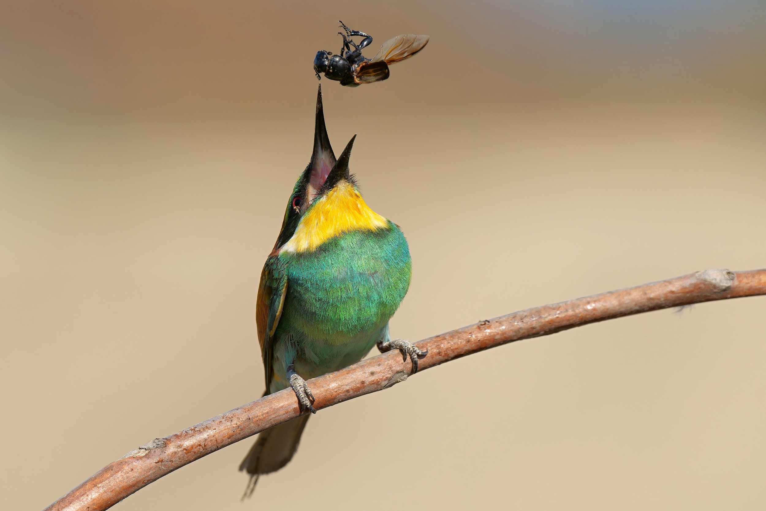 maskrtnik (Patrik Čillík)