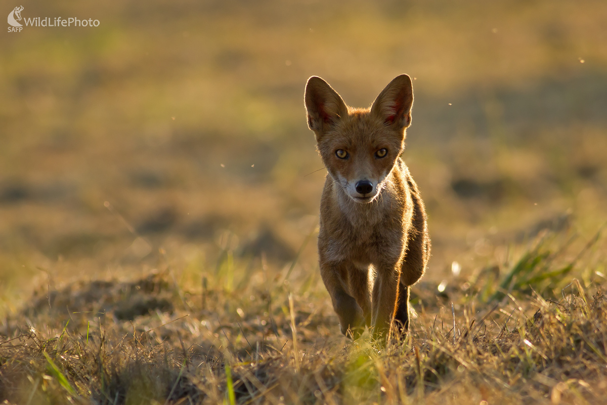 Vo večernom slniečku (Michal Stoklasa)