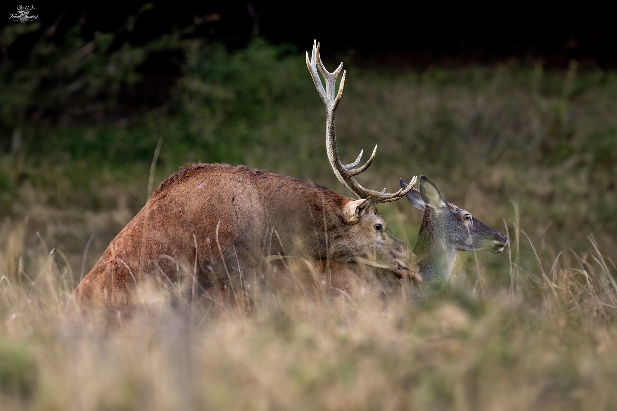 Jeleň lesný  (Tomáš Smutný)