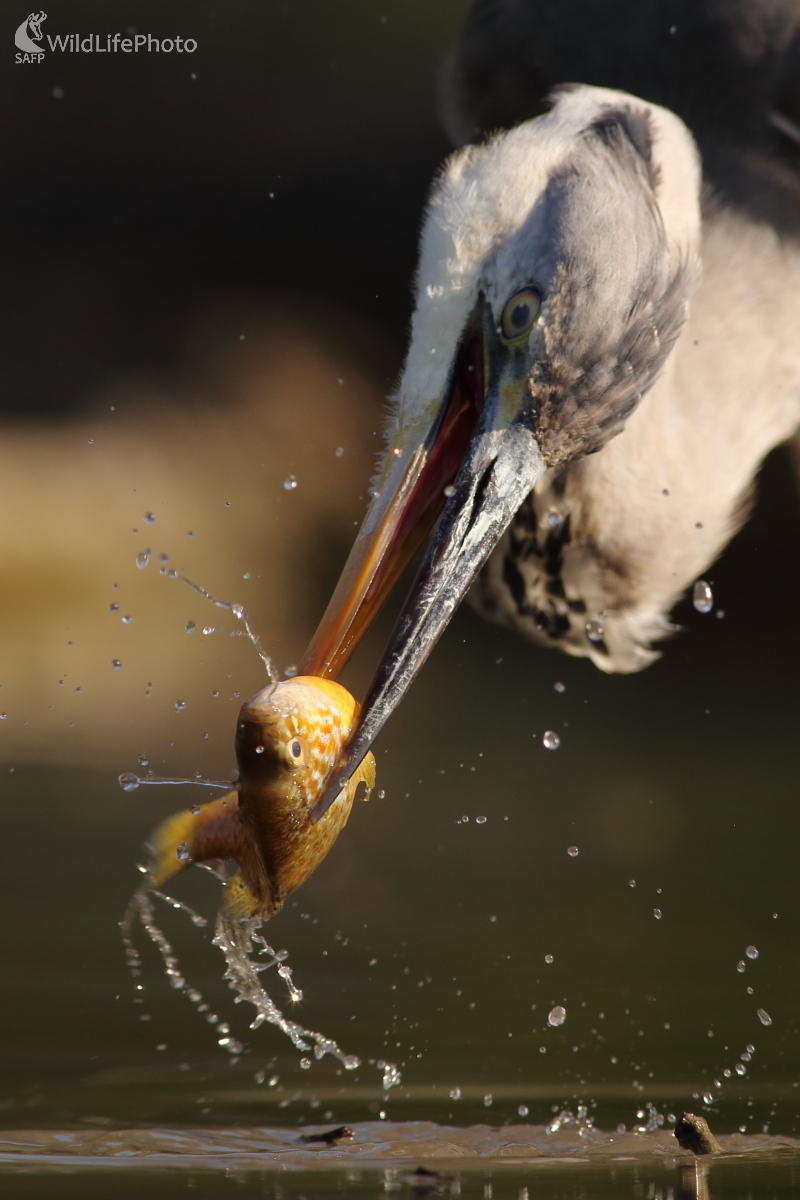 Slnečnica v problémoch... (Jaroslav Šubjak)