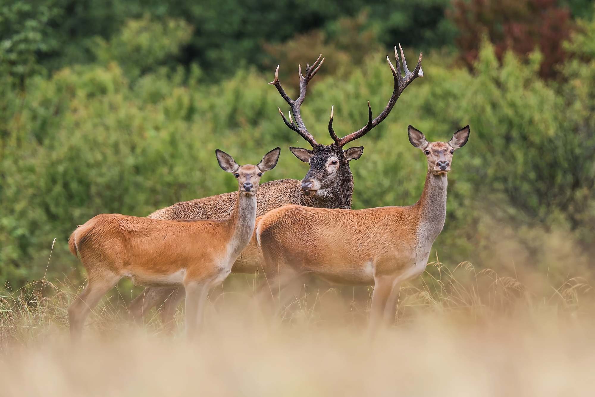 Rodinná foto (Patrik Rolín)