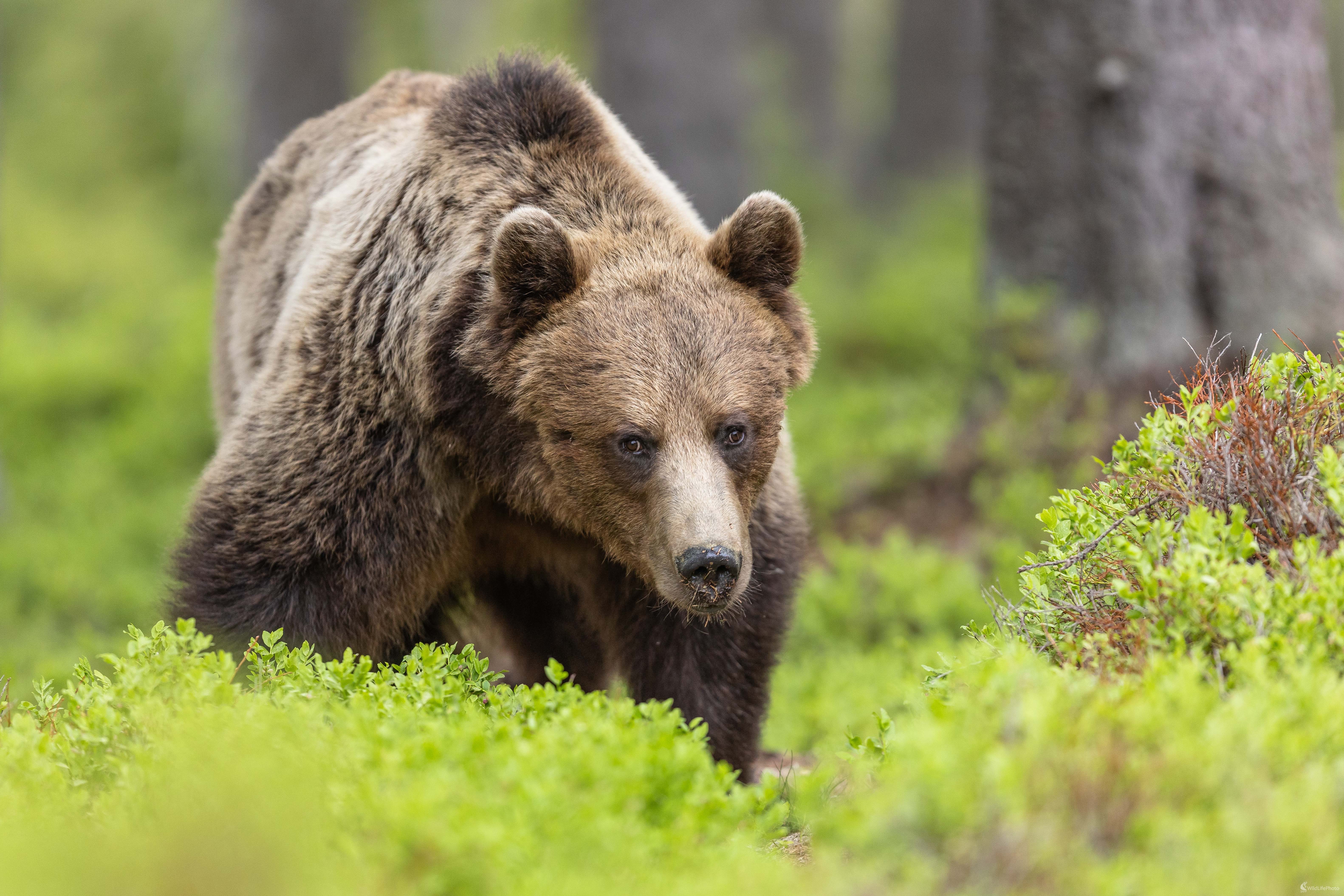 Zoči voči. (Stanislav Brisuda)