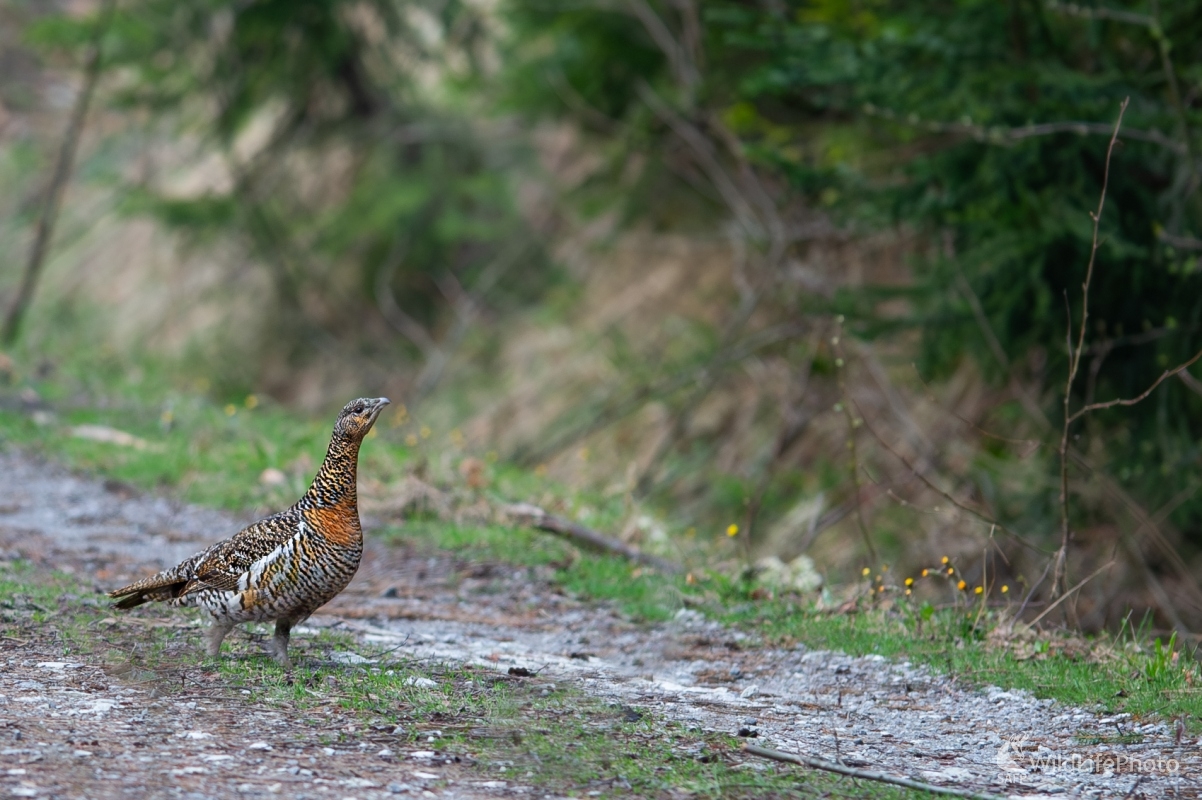 "Dáma" (František Hromada)