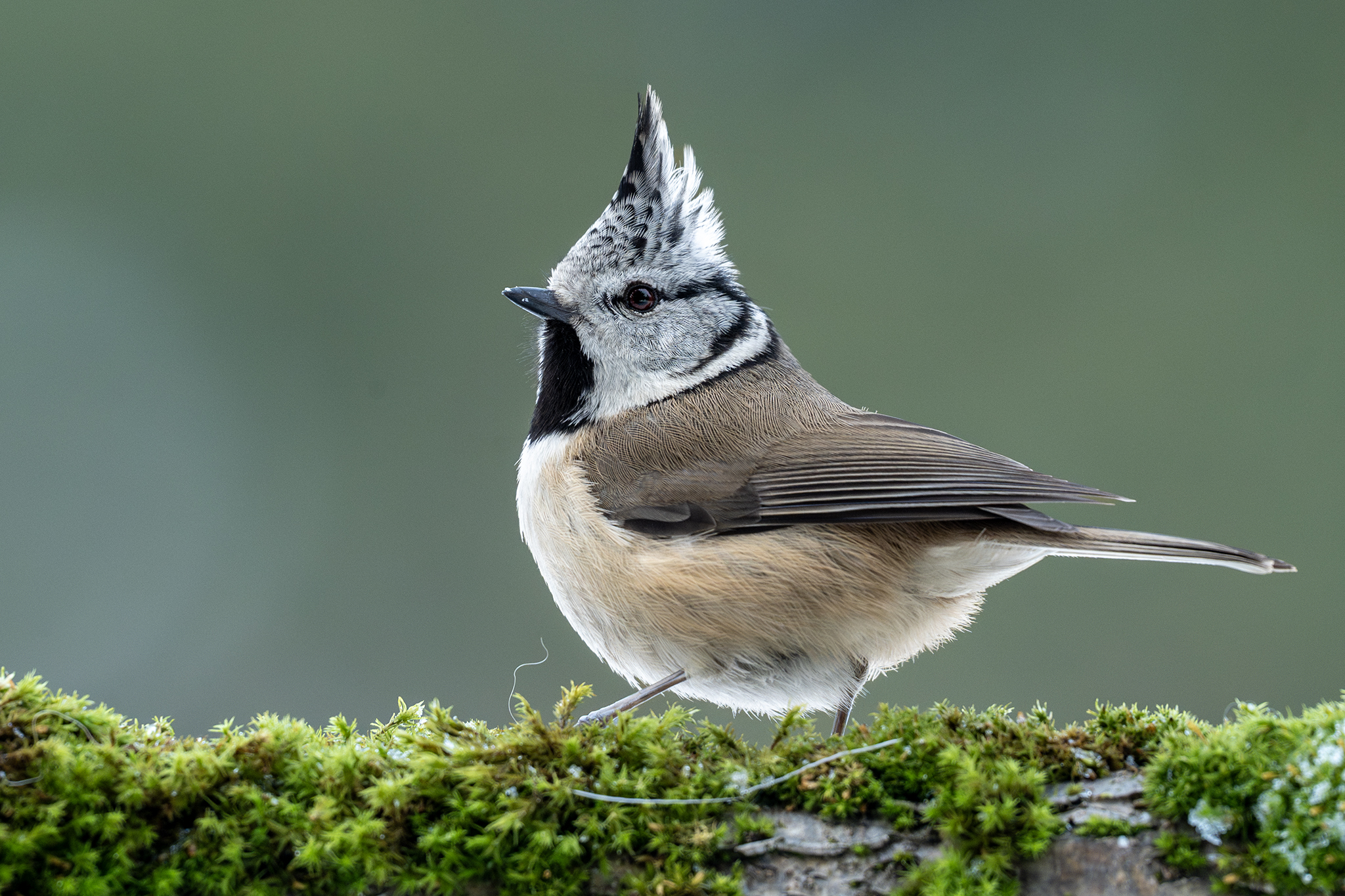 Chocholka (Tomáš Smutný)