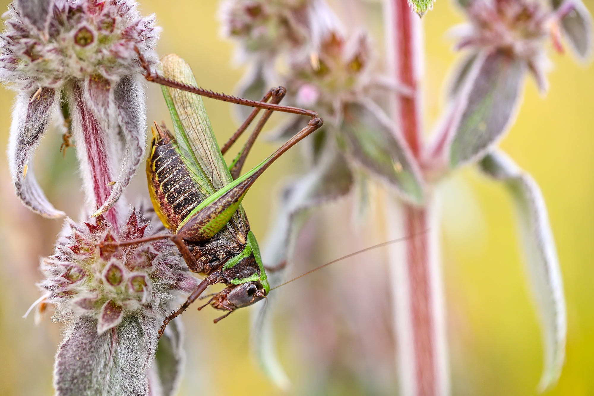 Kobylka (Patrik Rolín)