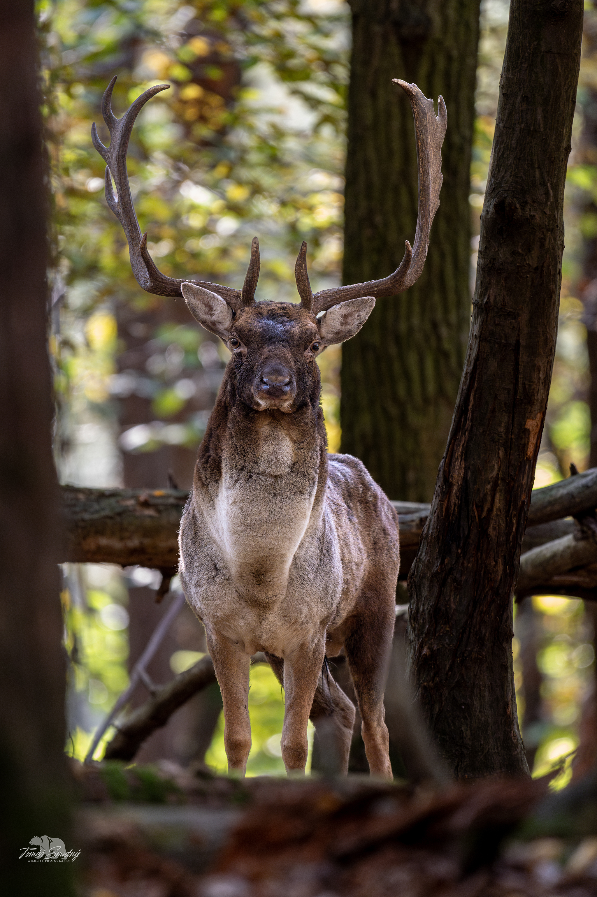 Zahľadený (Tomáš Smutný)