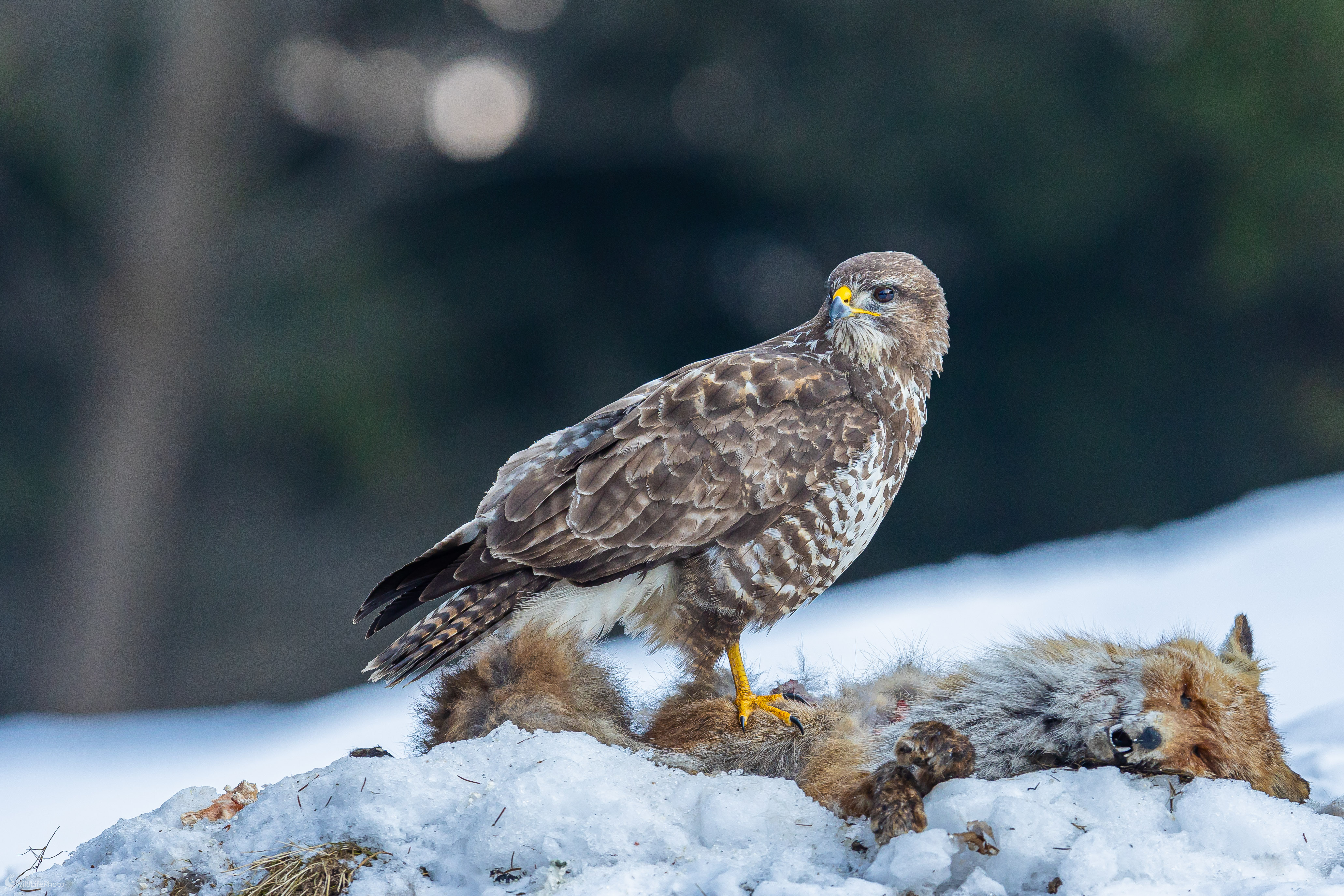 Na hostine. (Stanislav Brisuda)