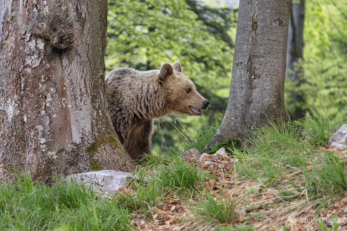 Jarné ráno (Michal Lučanský)