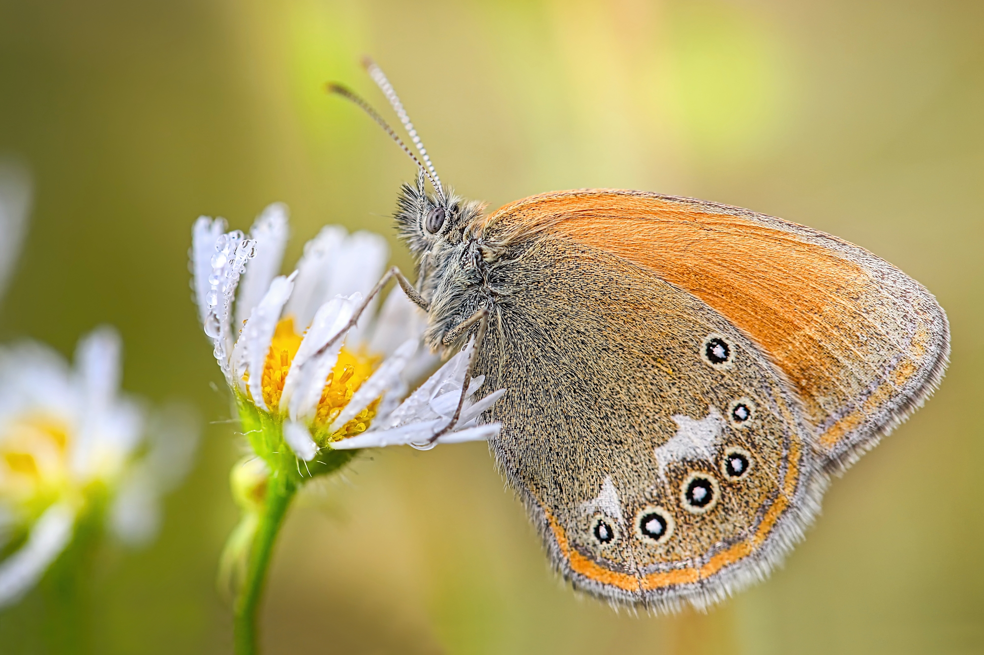 Očkáň (Patrik Rolín)