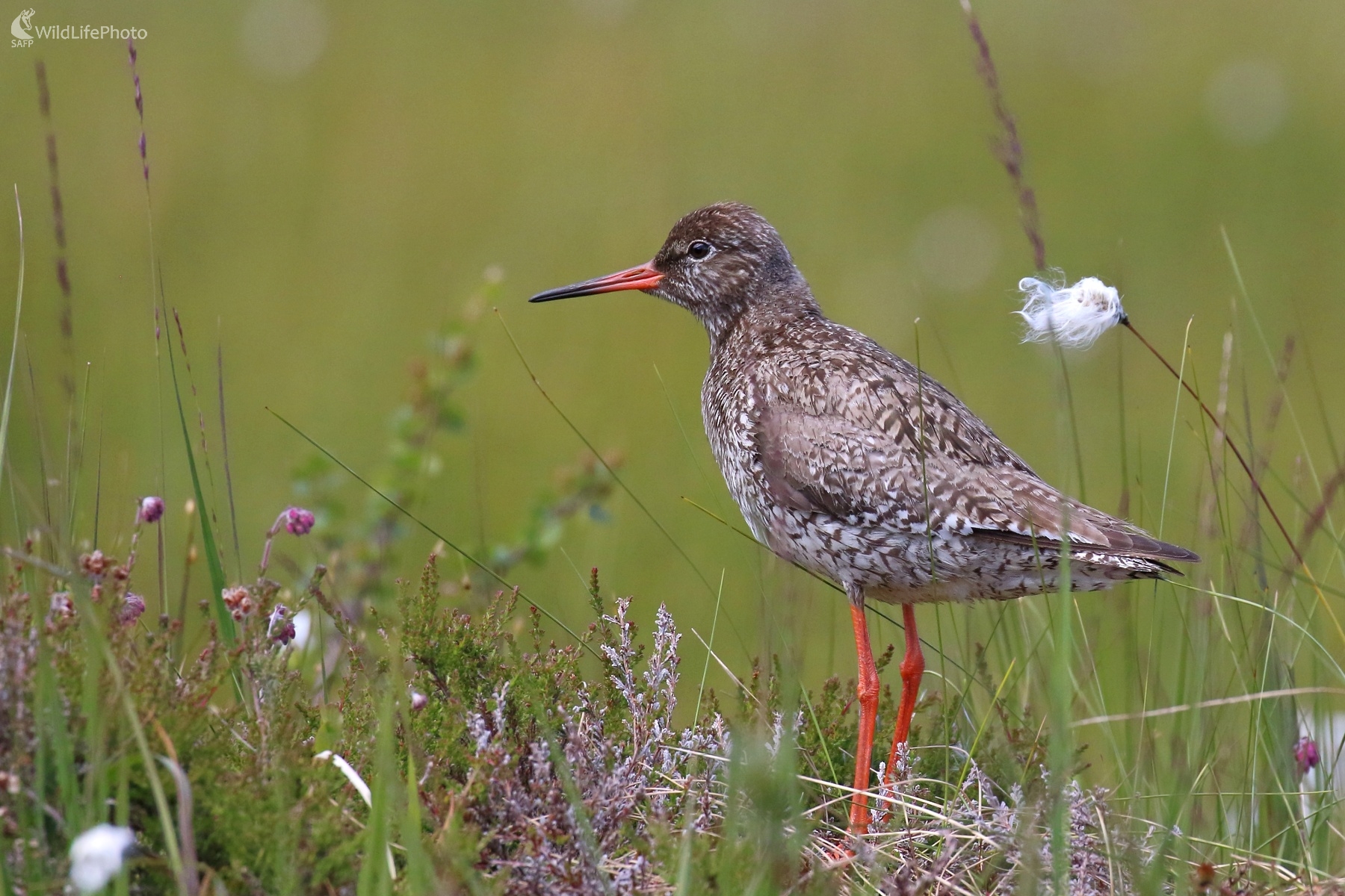 Kalužiak červenonohý (Vladimír Michalec)