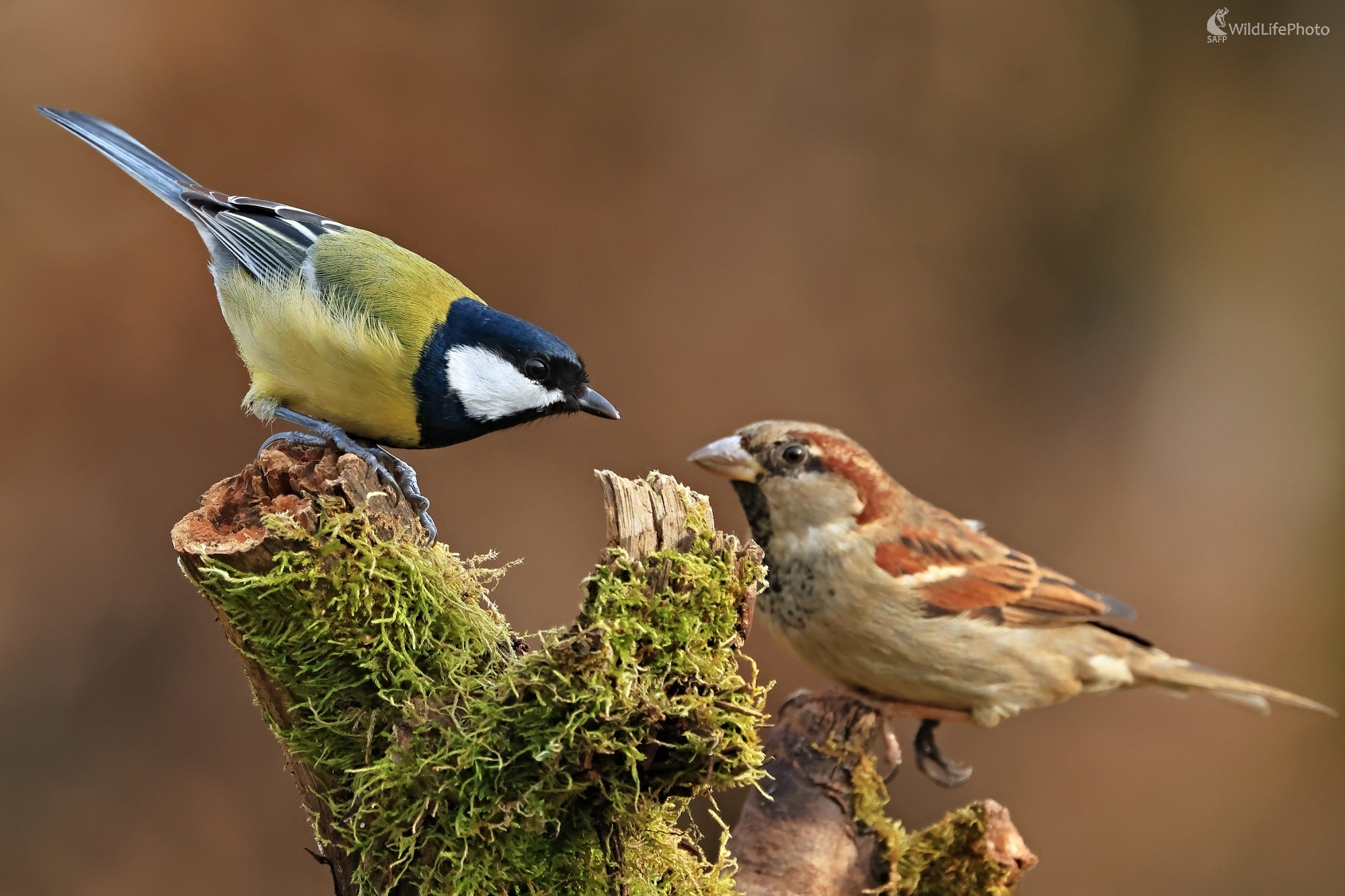 Gesto (Maroš Detko)