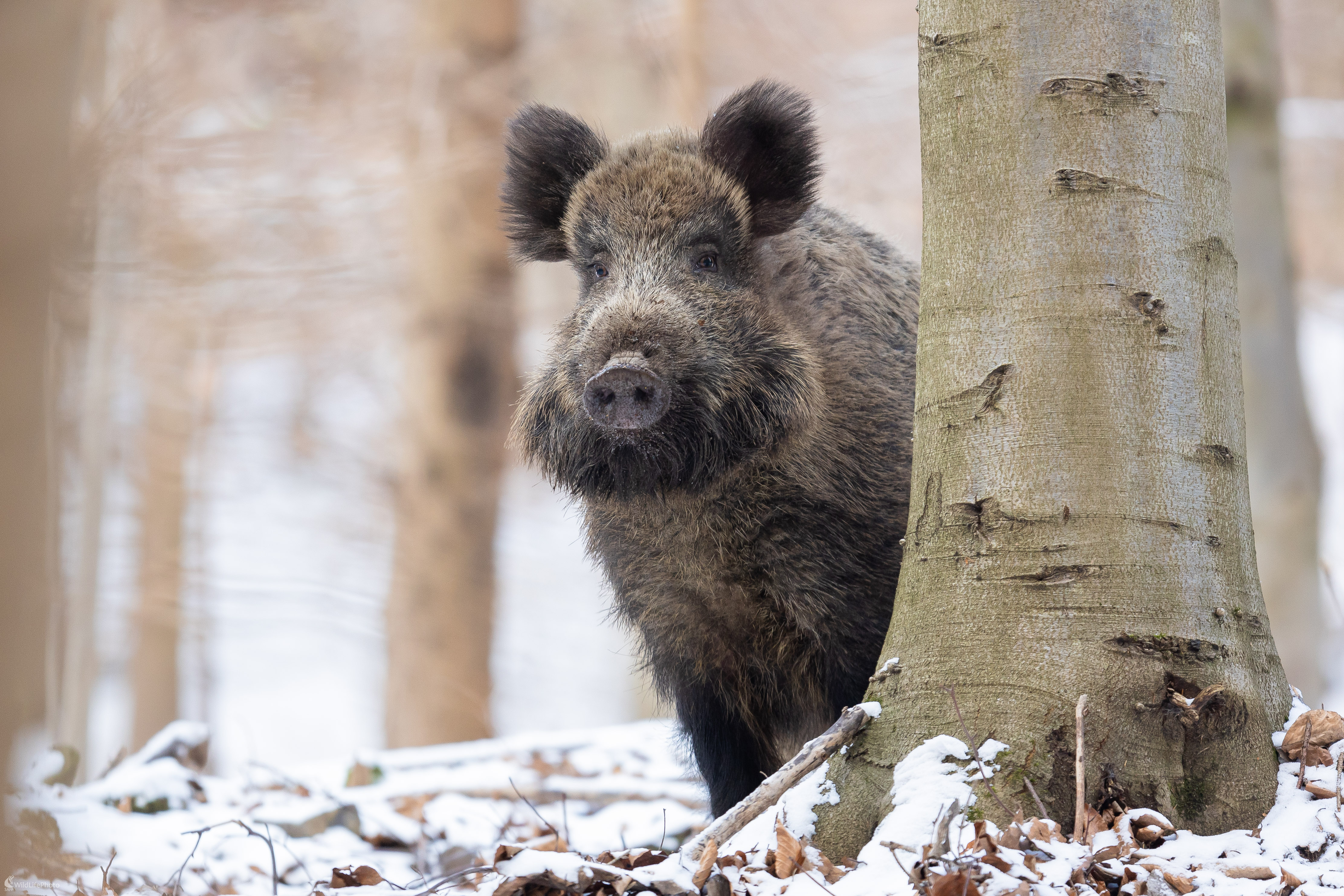Prekvapenie spoza bučka. (Stanislav Brisuda)