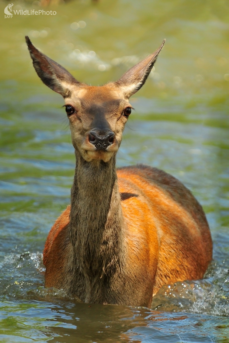 Dole riekou (František Hromada)