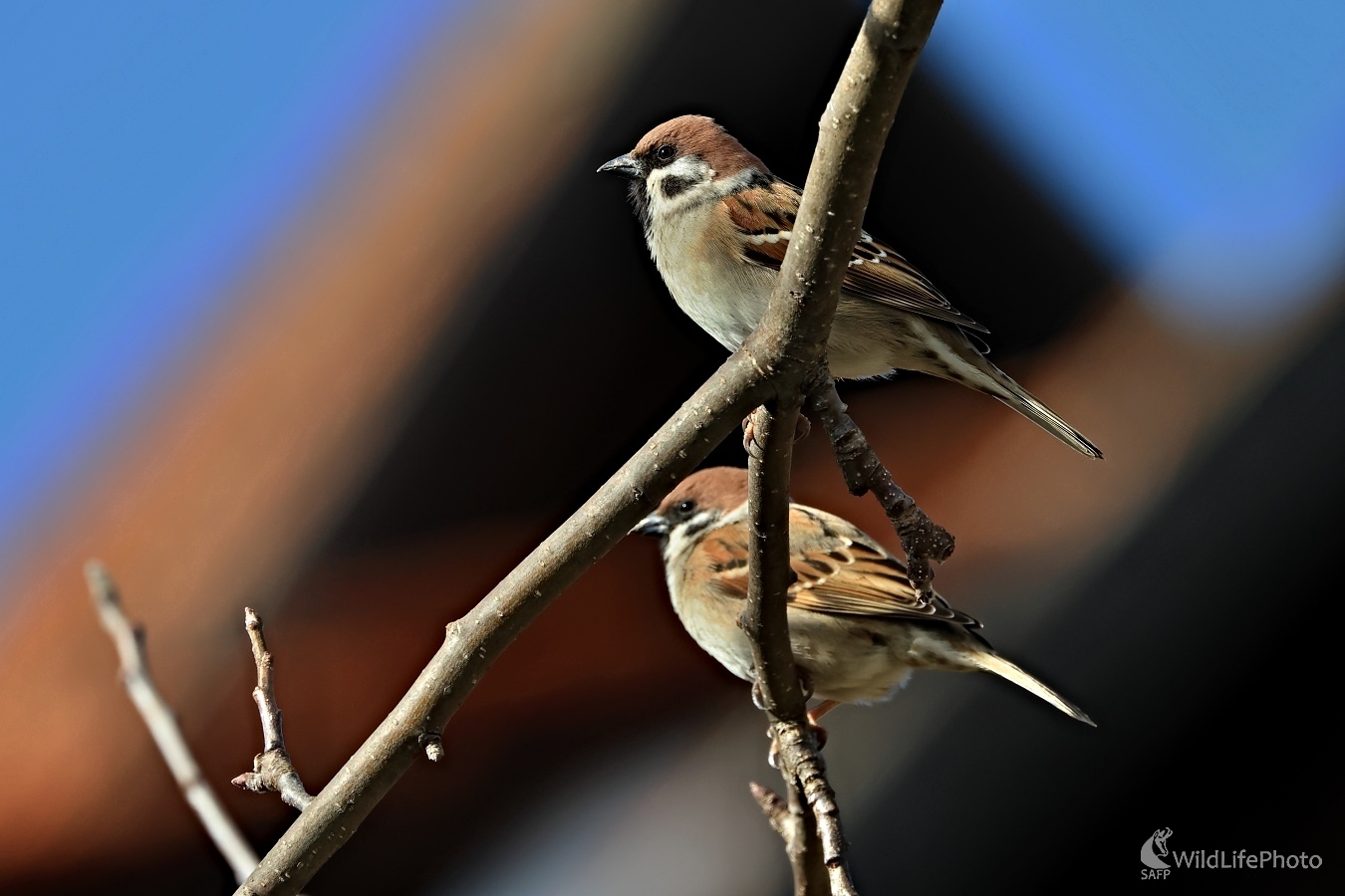 Za humnami (Maroš Detko)