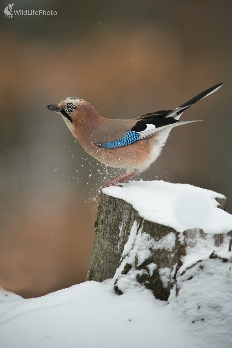 Neposedná (František Hromada)