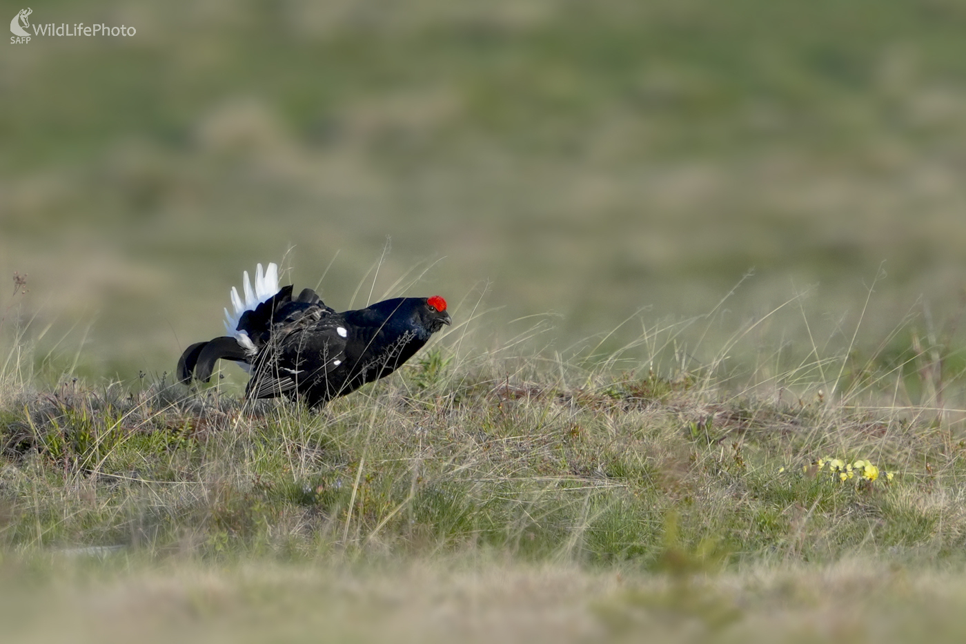 Tetrov  (Dominik Kalata)
