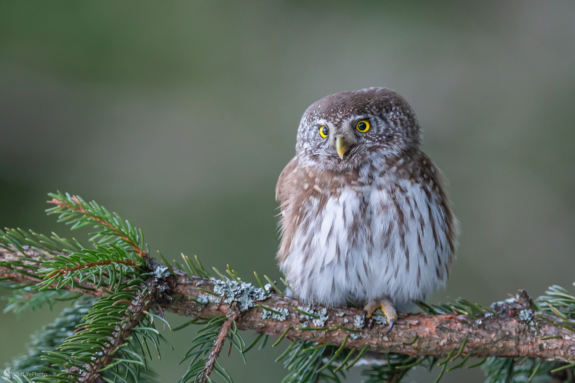 Kamoš. (Stanislav Brisuda)