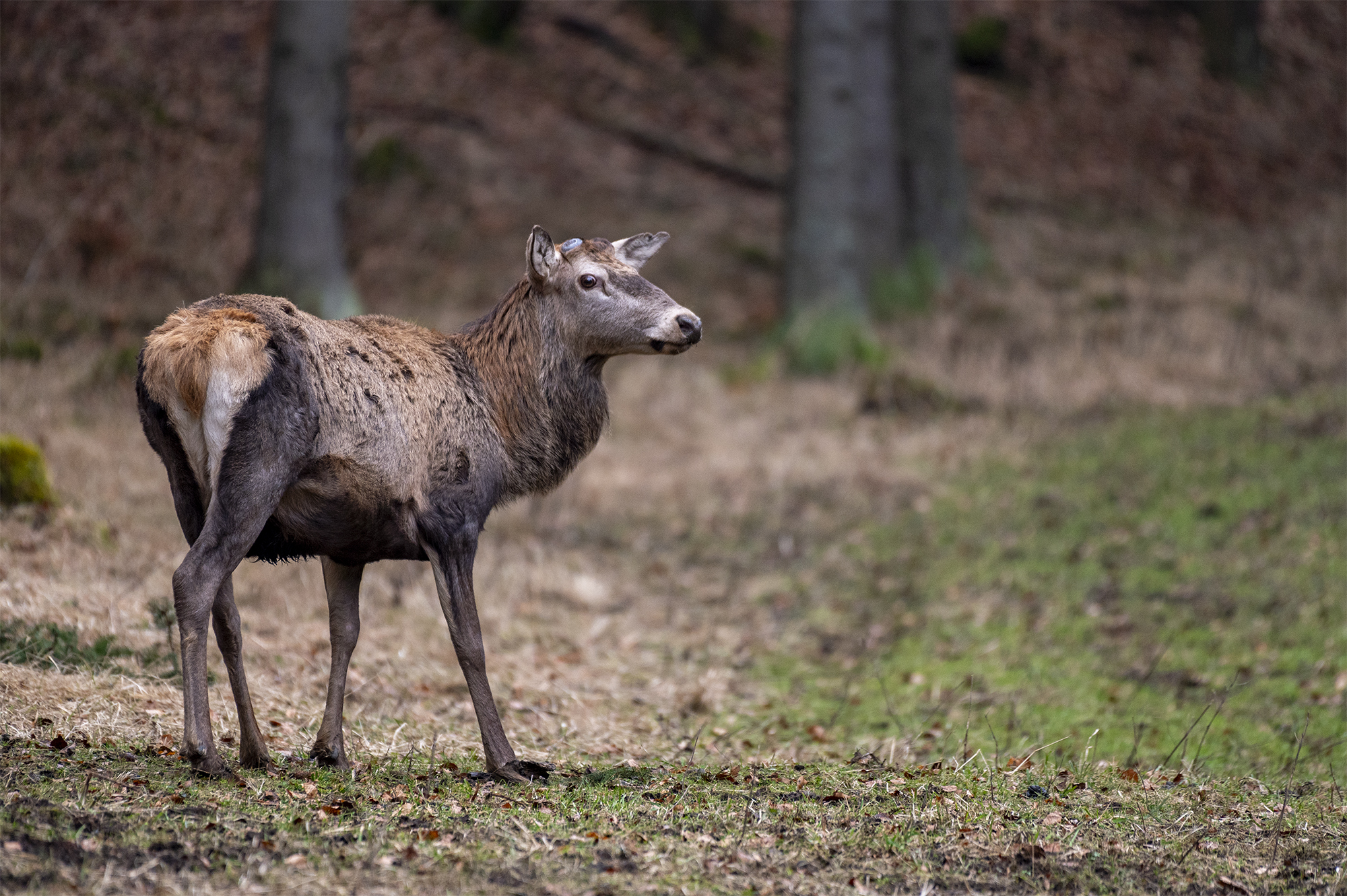 Kráľ bez koruny (Tomáš Smutný)