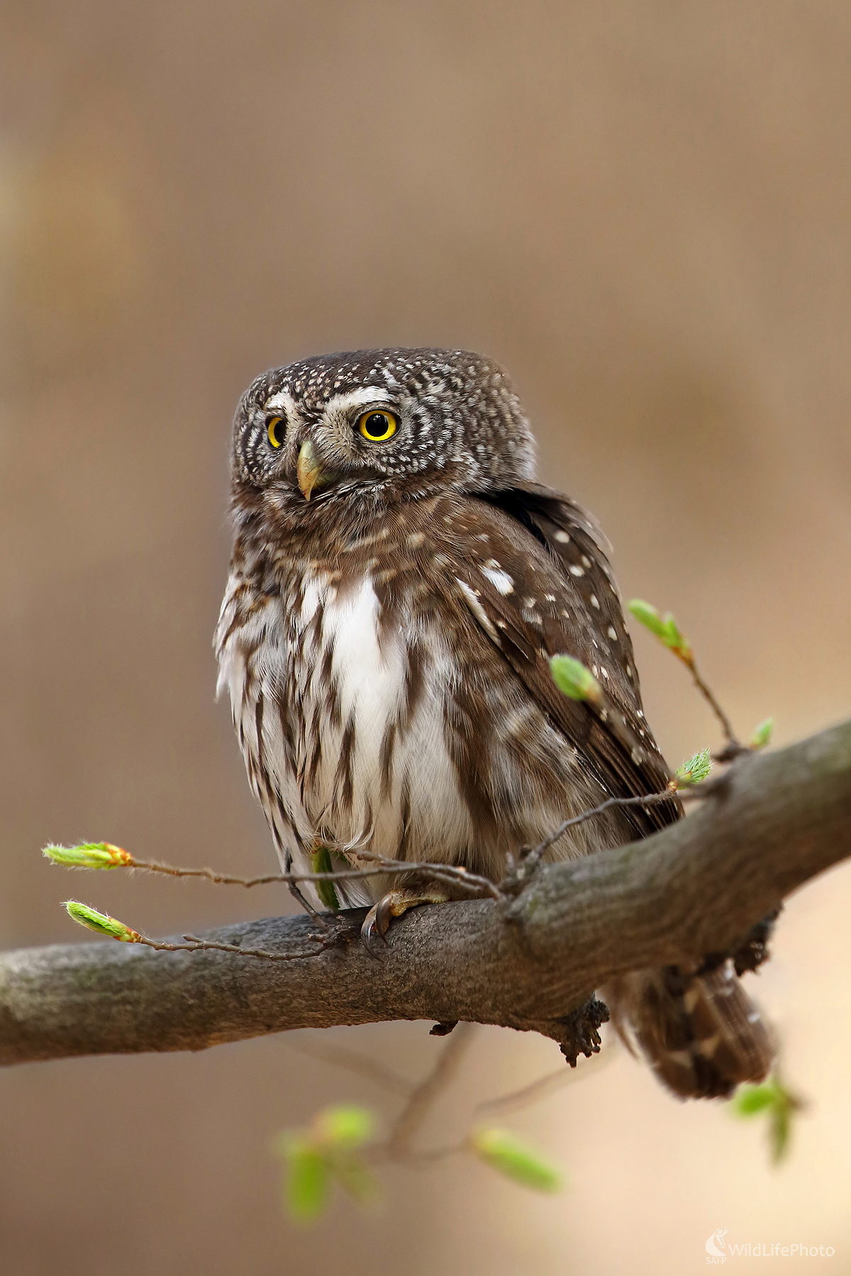 kuvičok (Peter Jurík)