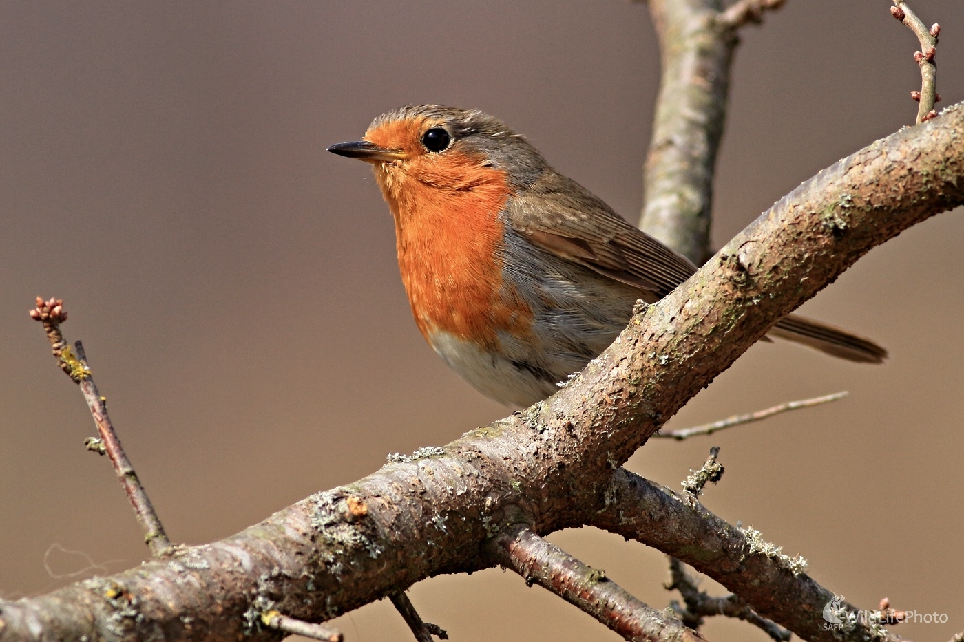 Červienka (Maroš Detko)