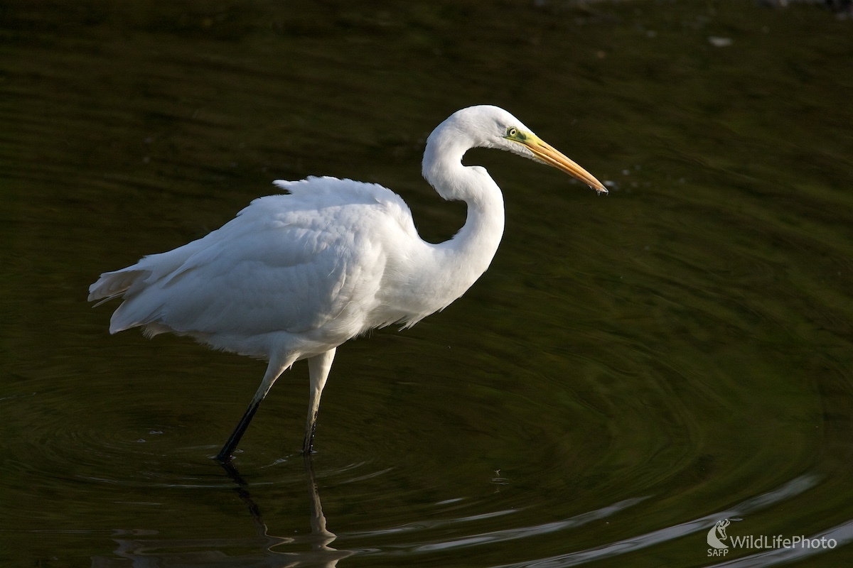 Volavka biela ( Egretta alba ) (Ivan Kochan)