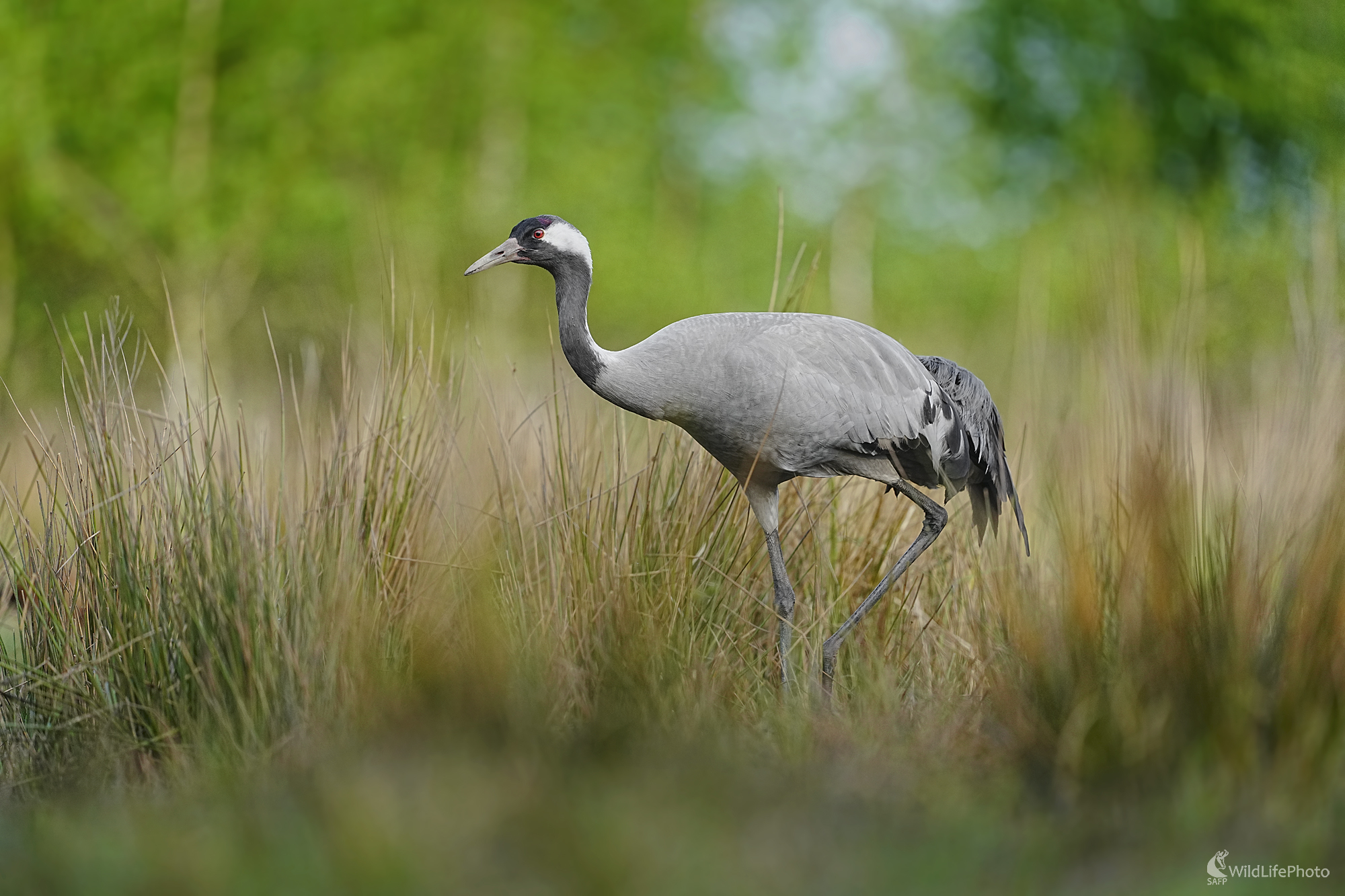 Žeriav popolavý (Dominik Kalata)