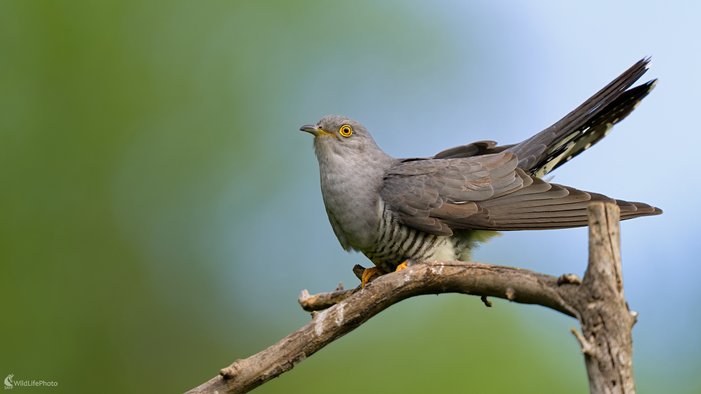 Kuk... (Bohuš Číčel)