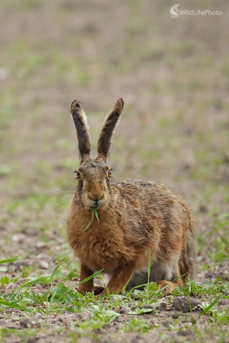 Na paši (Vladimír Michalec)
