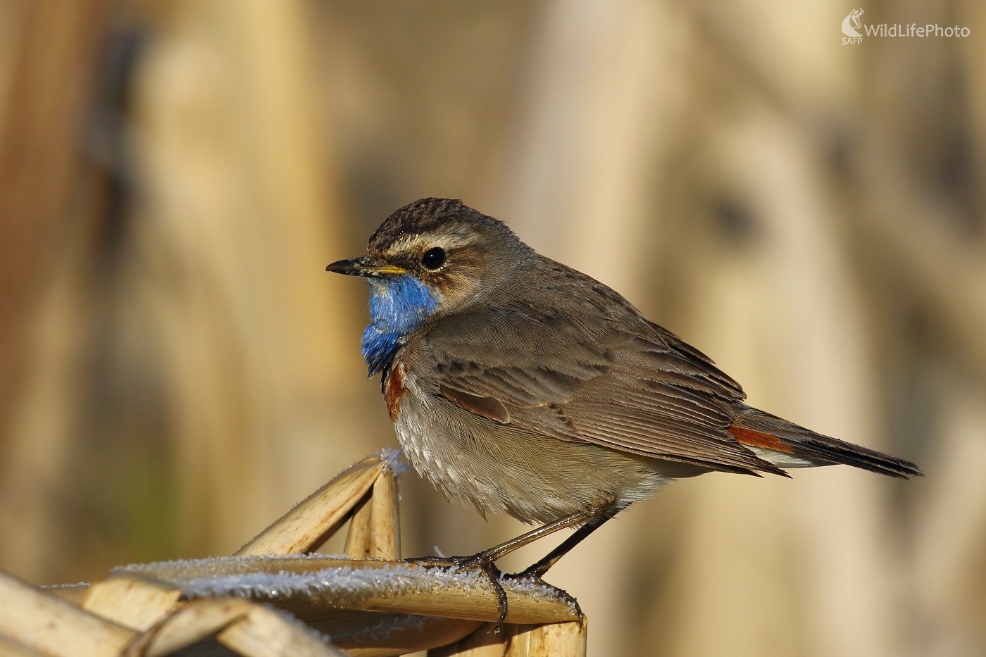 V mrazivom ráne (Vladimír Michalec)