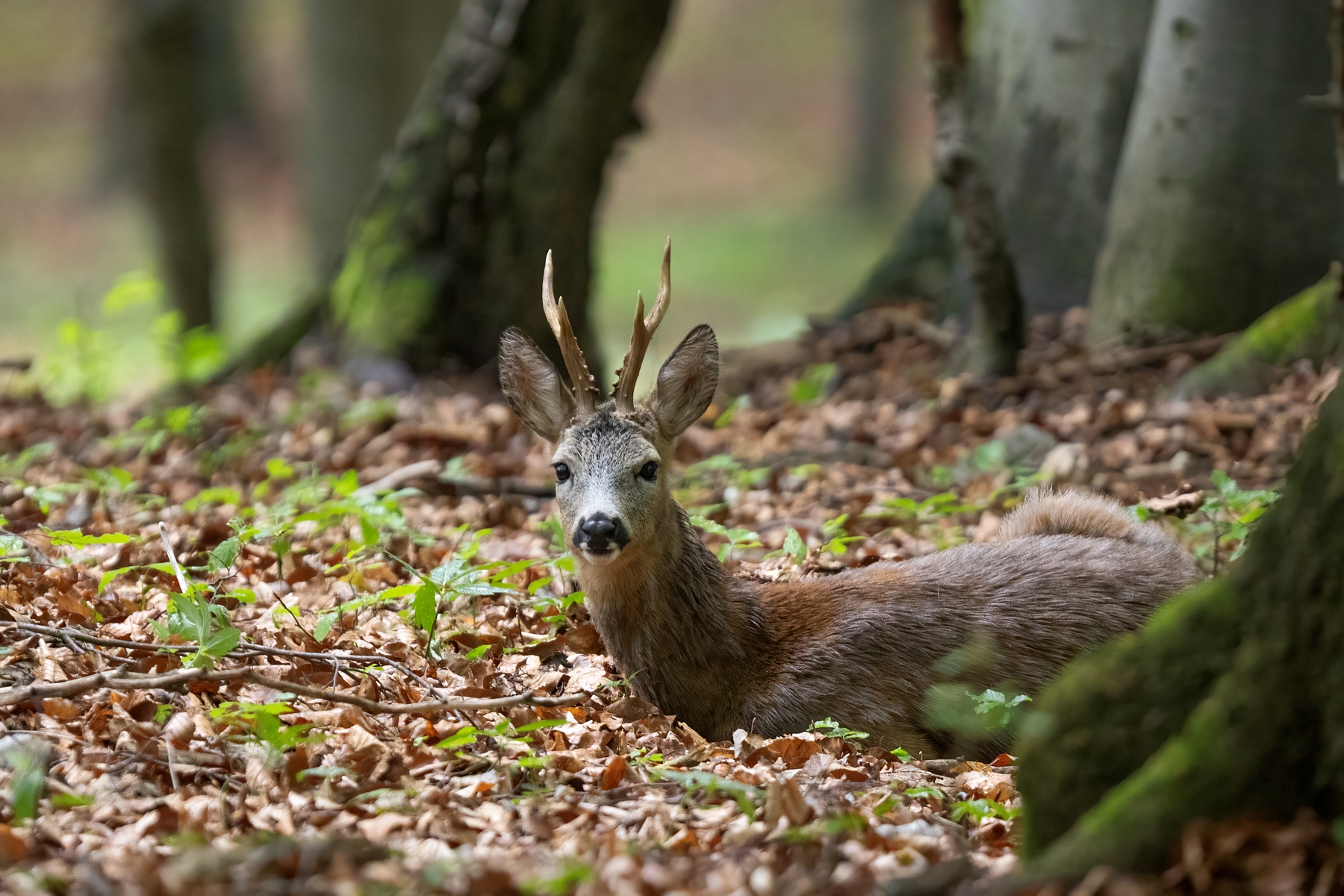 Zaľahnutý  (Erik Vondra)