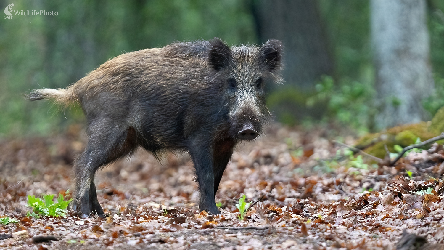 Kanček (Martin Vondra)