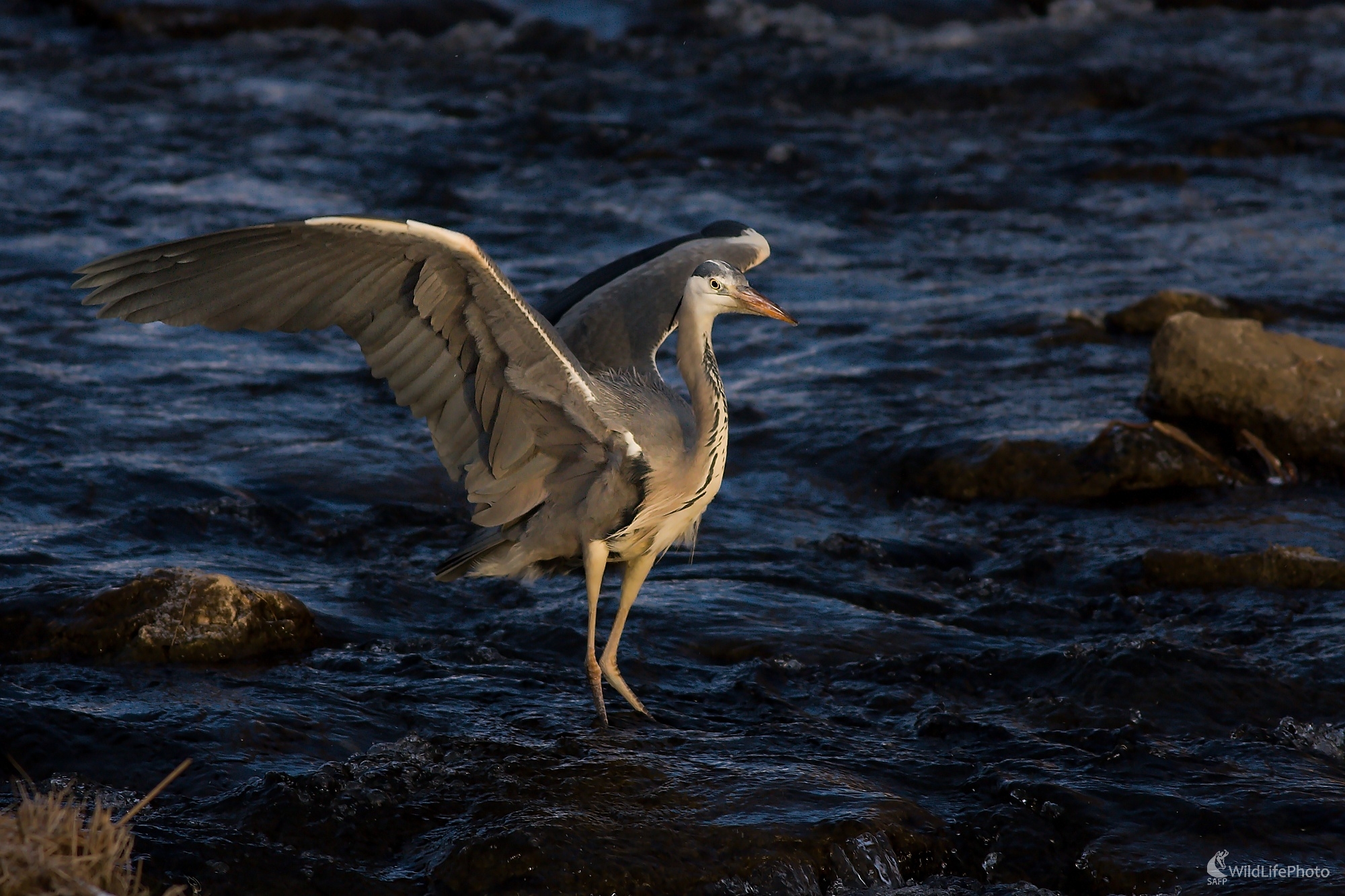 V chladných, jarných vodách (Ladislav Dzivjak)