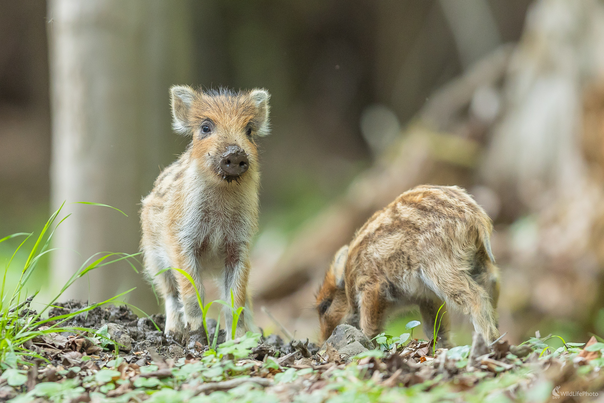 Nový život. (Stanislav Brisuda)
