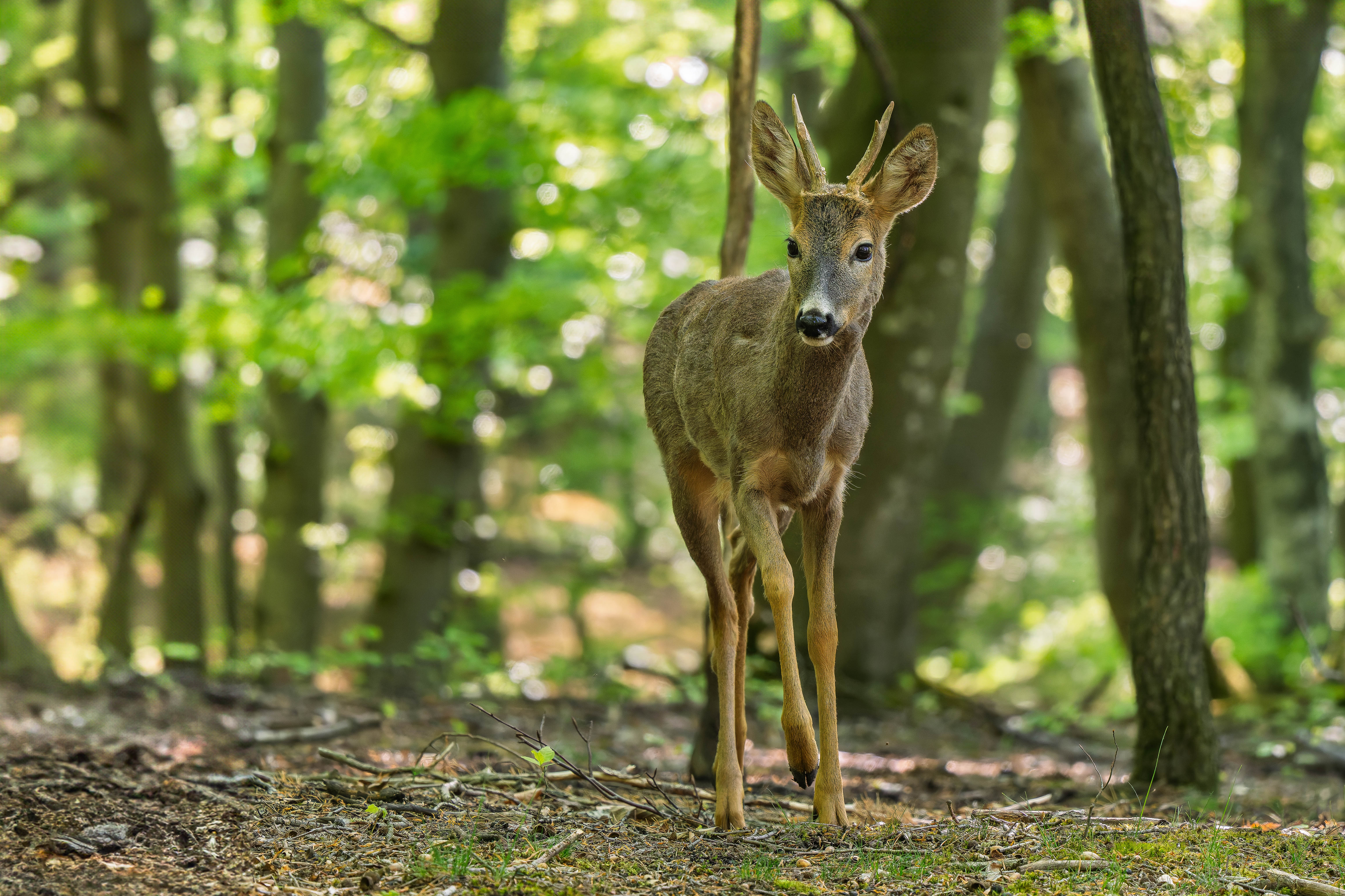 Zamyslený kráčal lesom (Rasťo  Megyessi)
