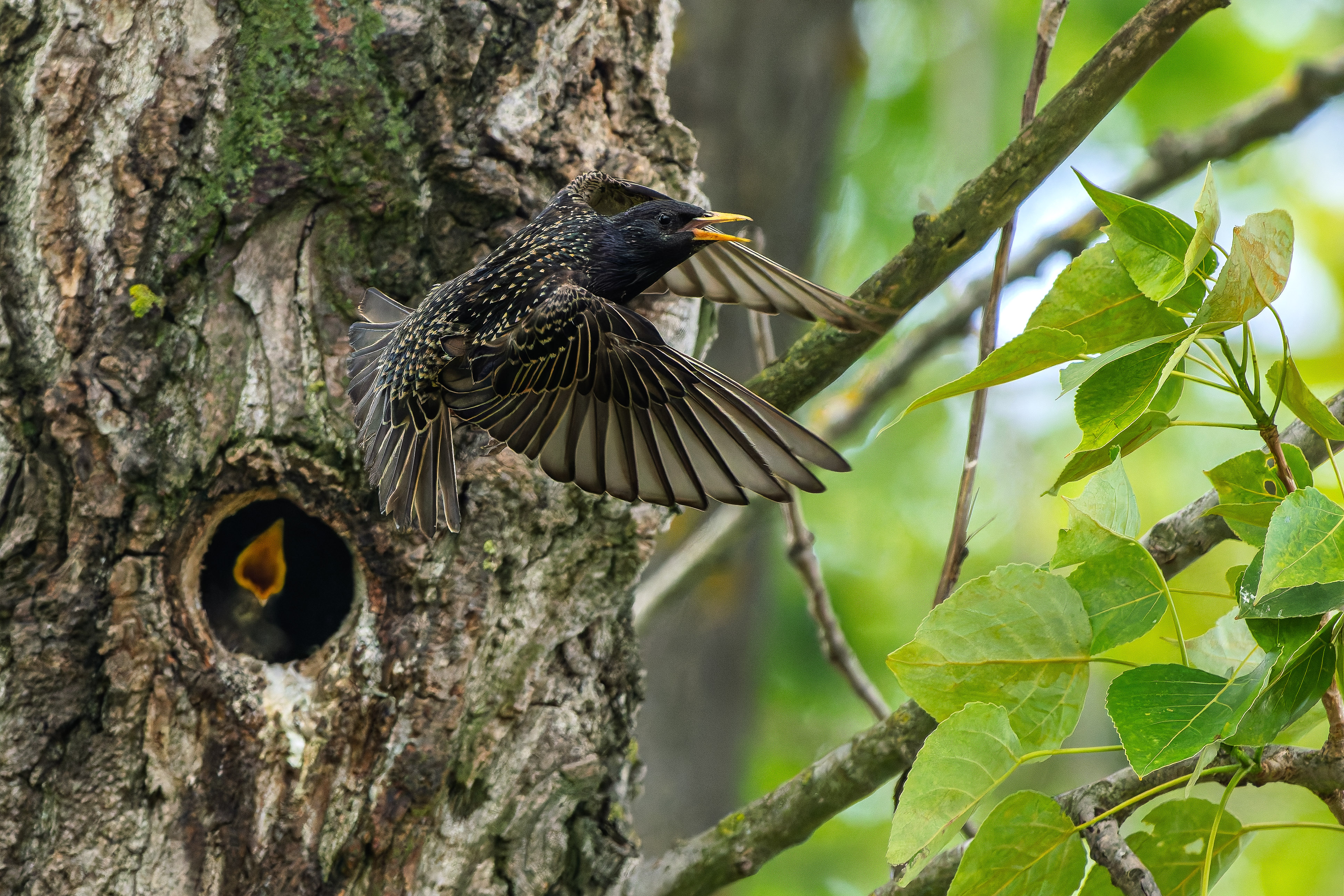 Môj hlad je stále veľký (Rasťo  Megyessi)