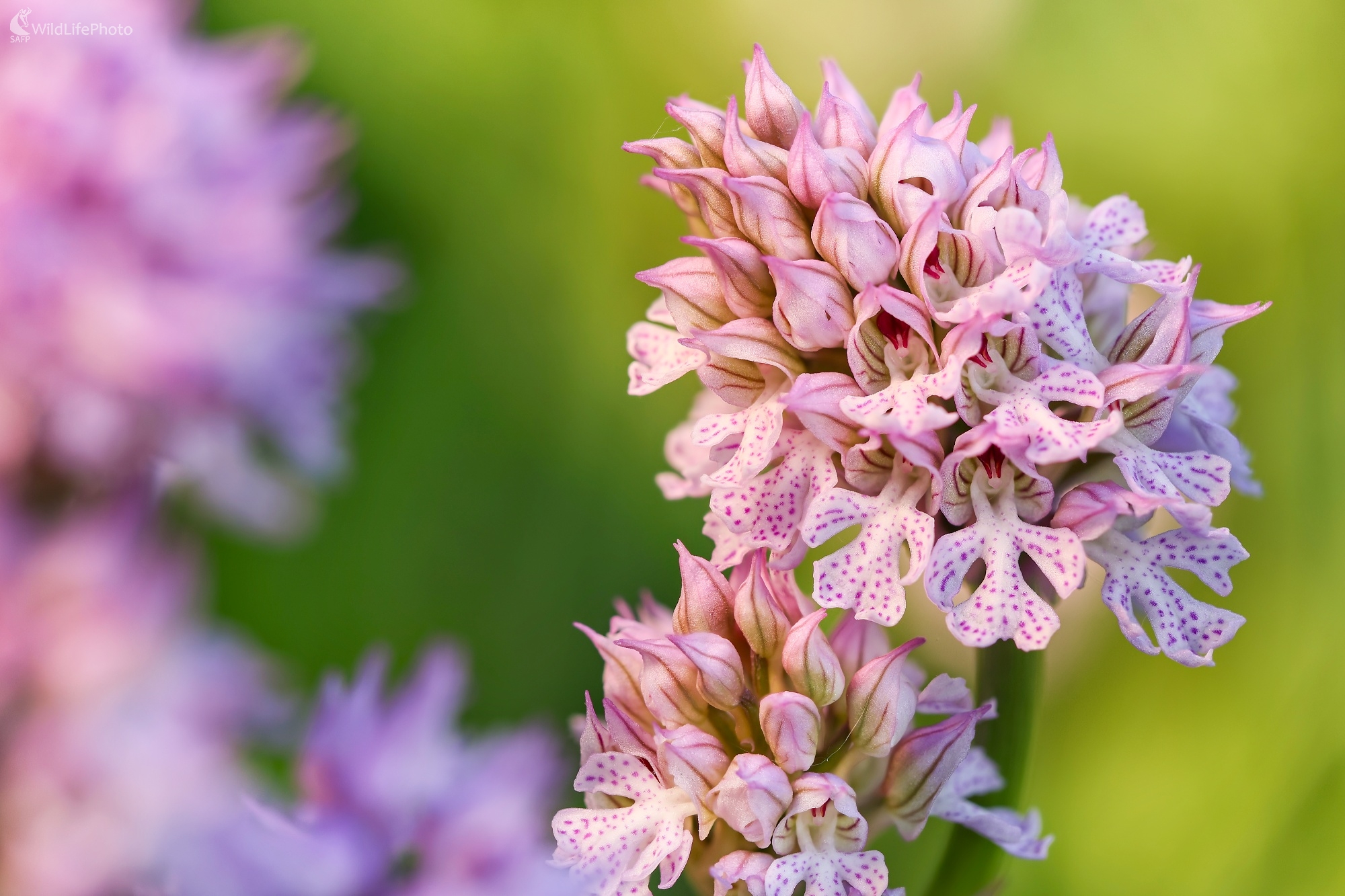 Kvietok na svadbu (Patrik Rolín)