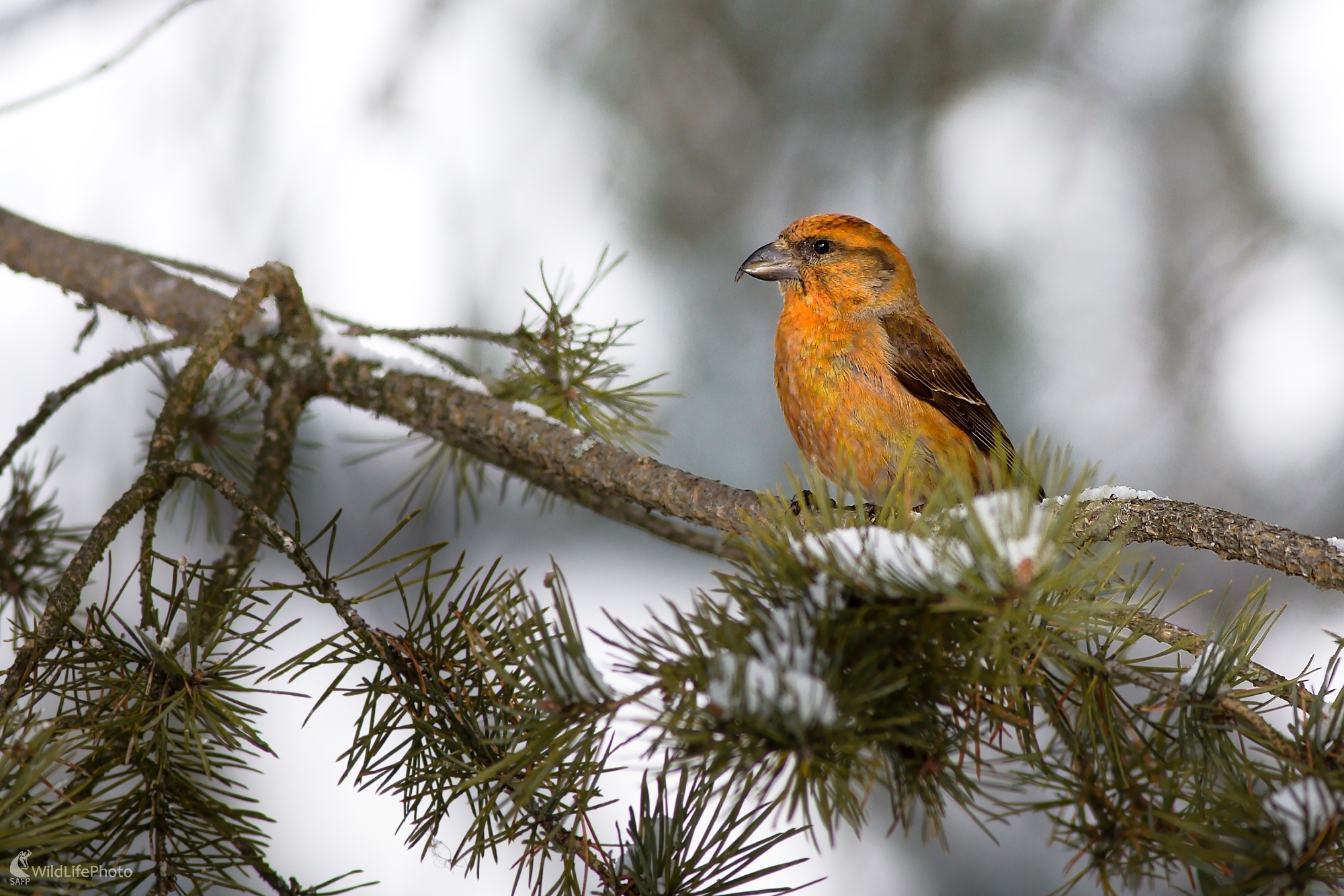 Krivonos smrekový (Ladislav Dzivjak)
