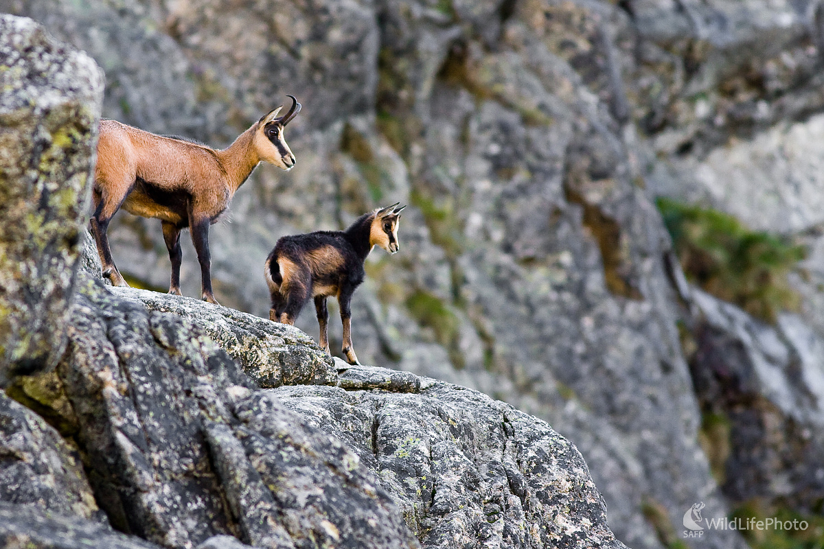 Kamzíky (Ladislav Dzivjak)