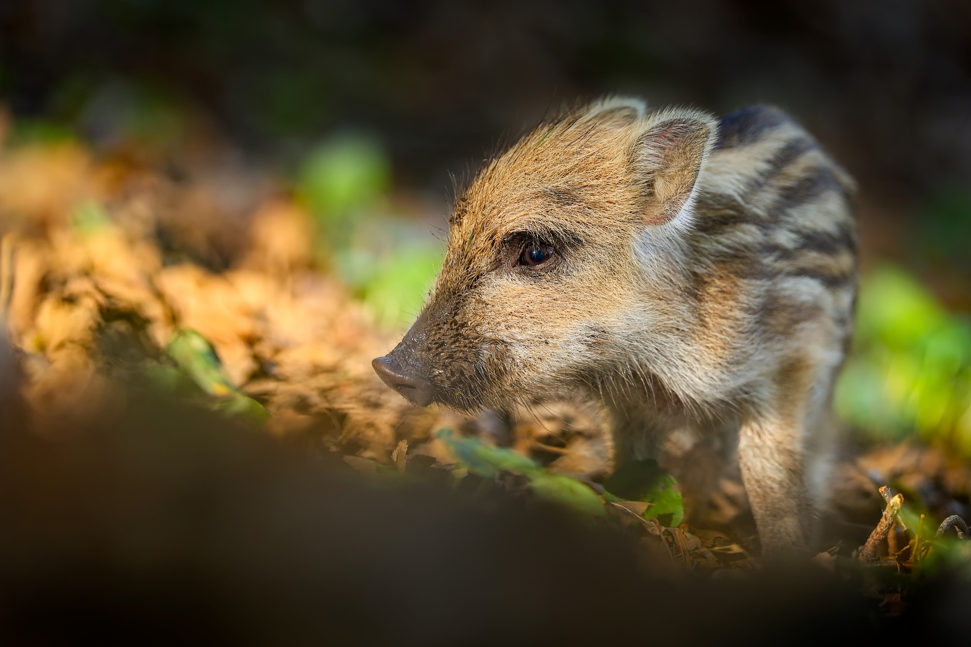 Mokrý ňufáčik (Patrik Rolín)