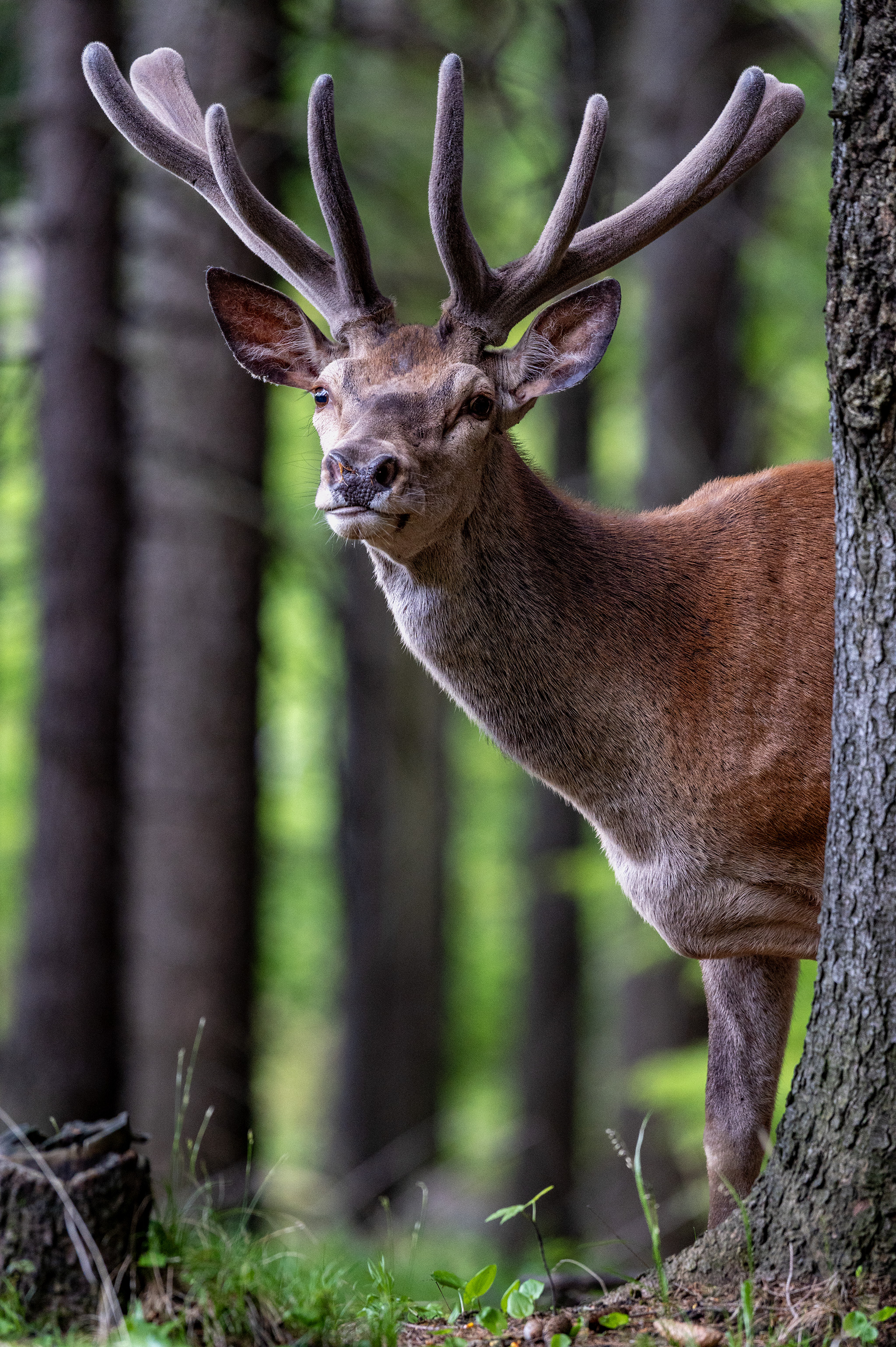 Z poza smrečka (Tomáš Smutný)
