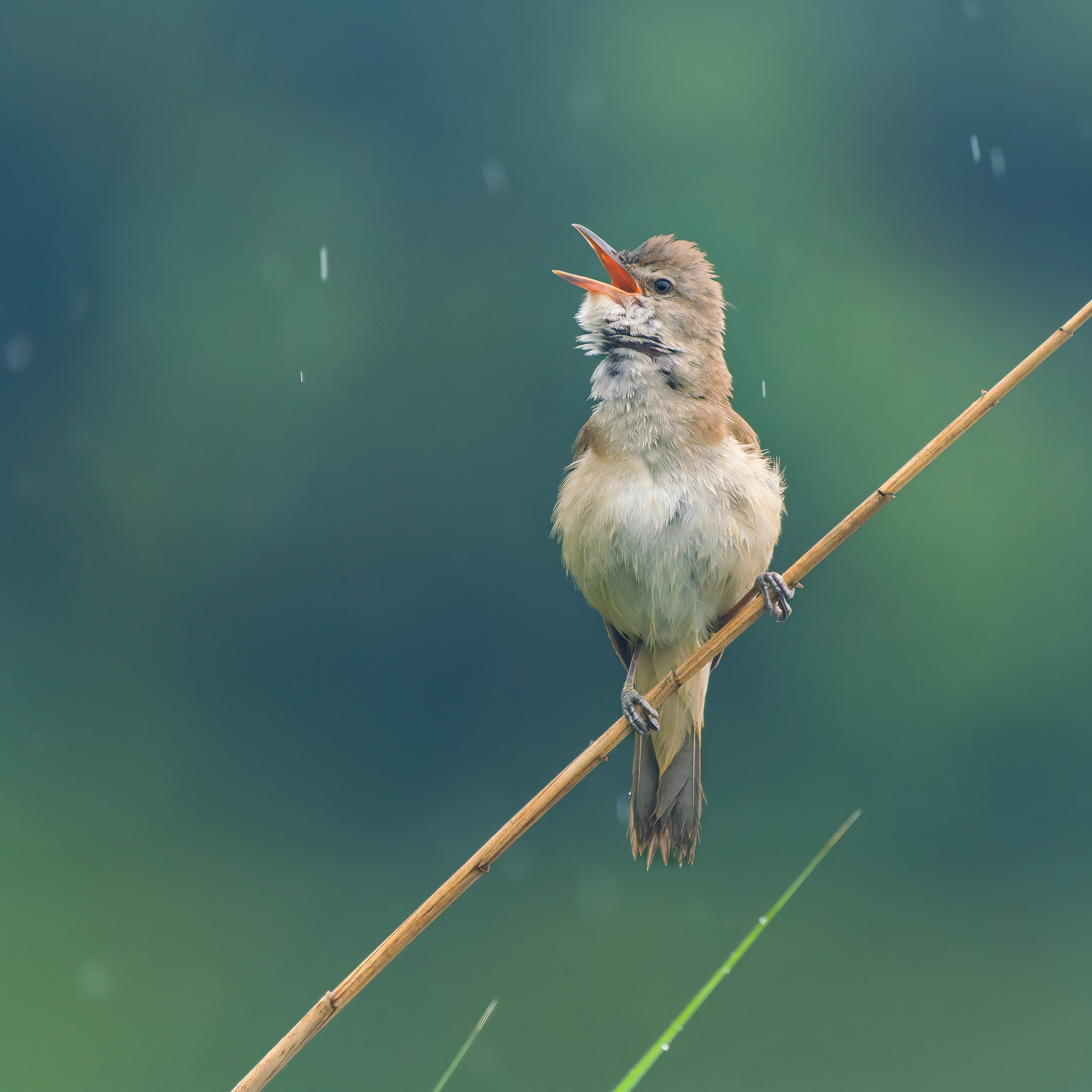 Prší neprší spievam (Rasťo  Megyessi)