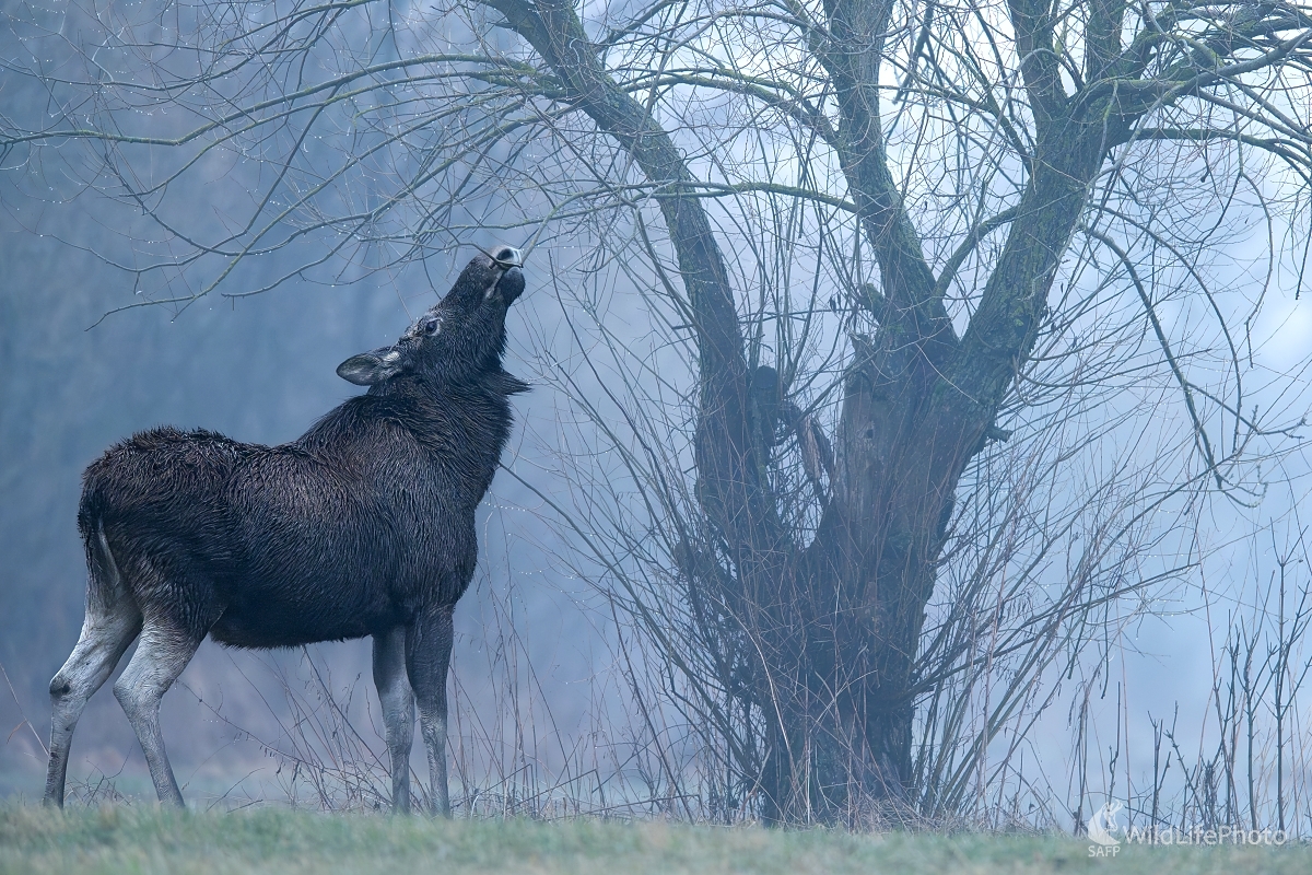 Raňajky (František Hromada)