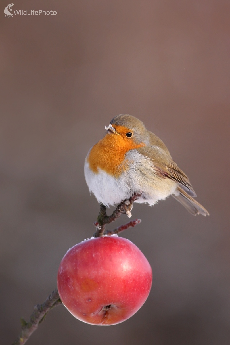 Slávik červienka (Erithacus rubecula) (Martin Šabík)