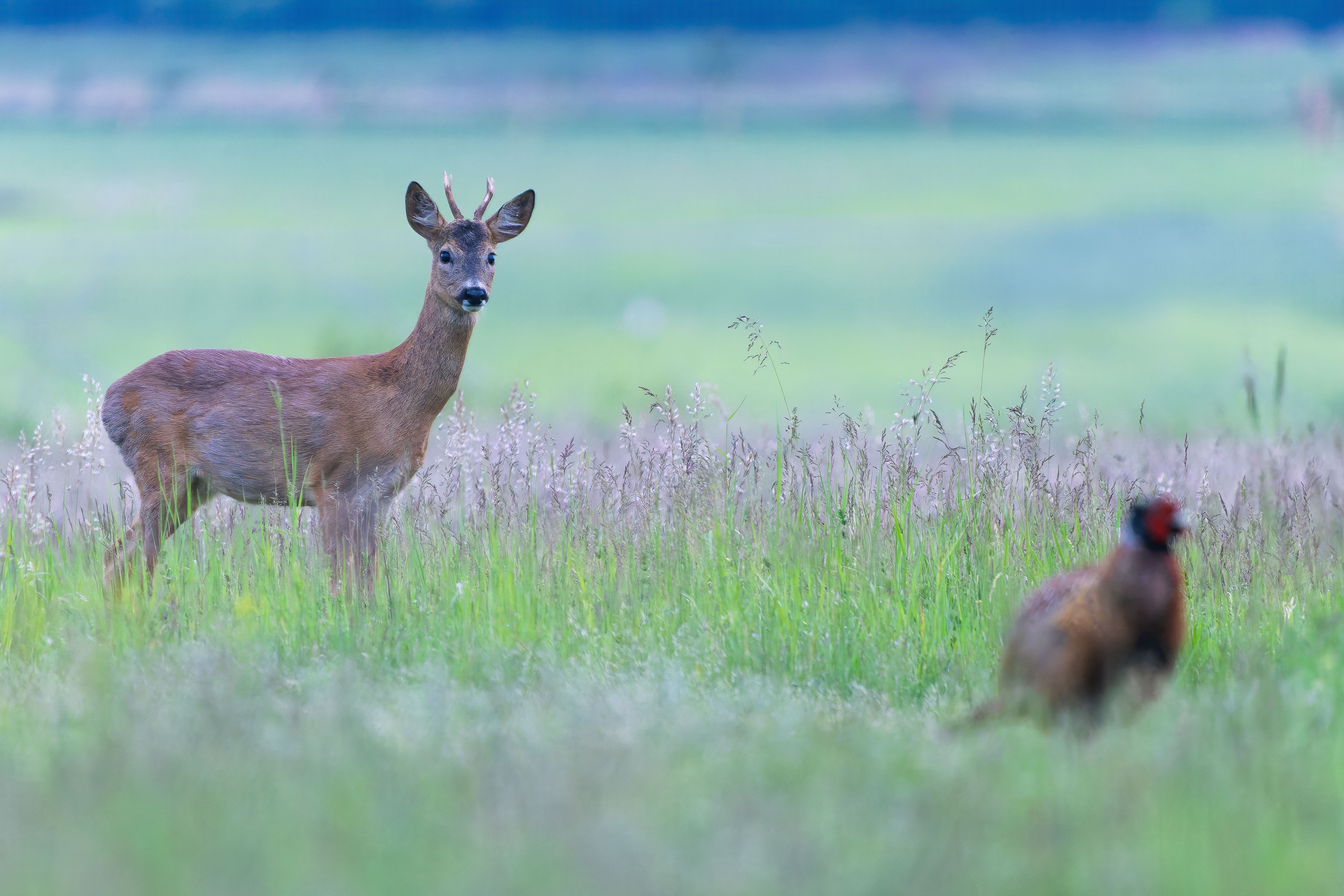 Prišiel sa pozrieť kto tu tak skoro kokrhá (Rasťo  Megyessi)