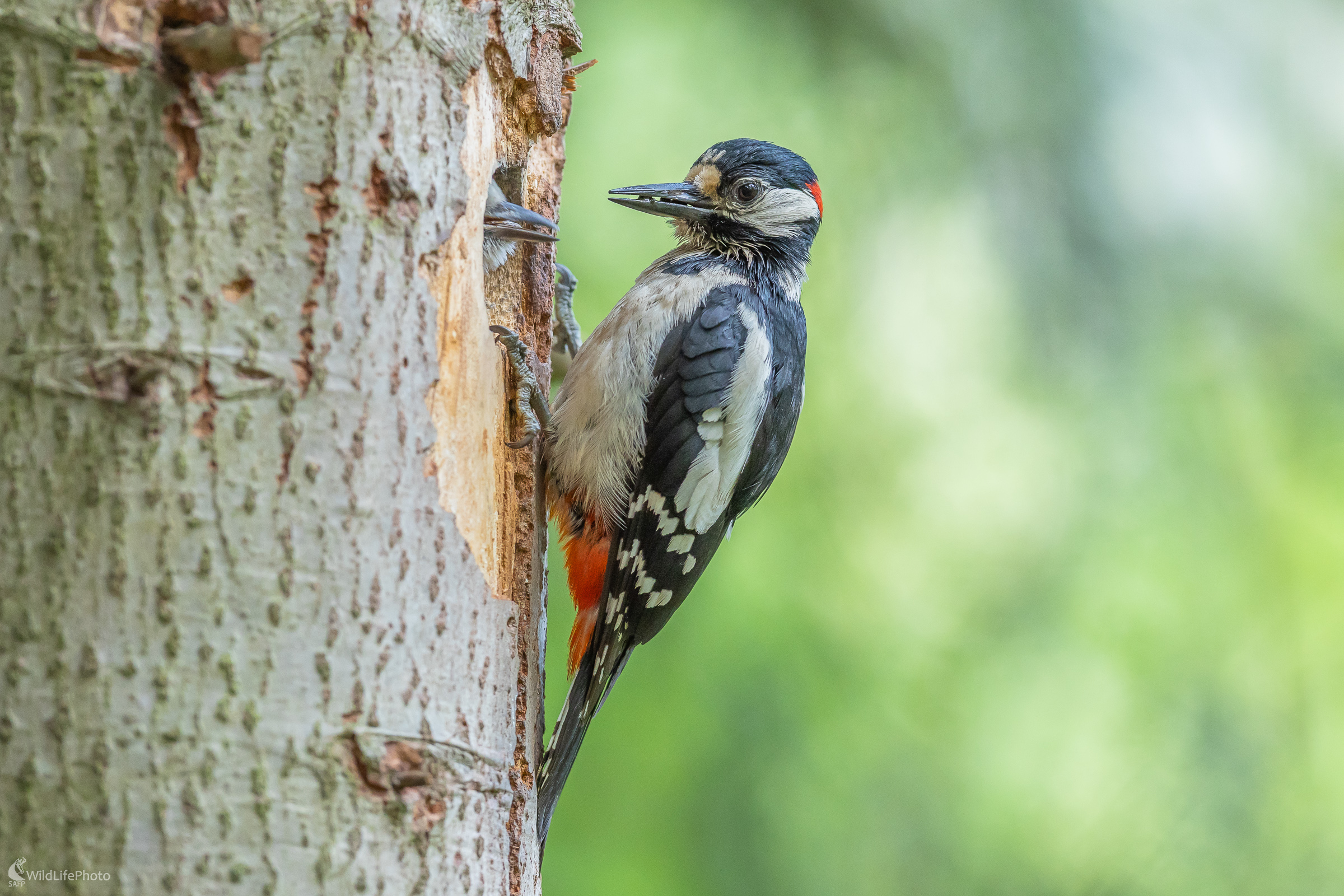 V lesoch to momentálne žije. (Stanislav Brisuda)