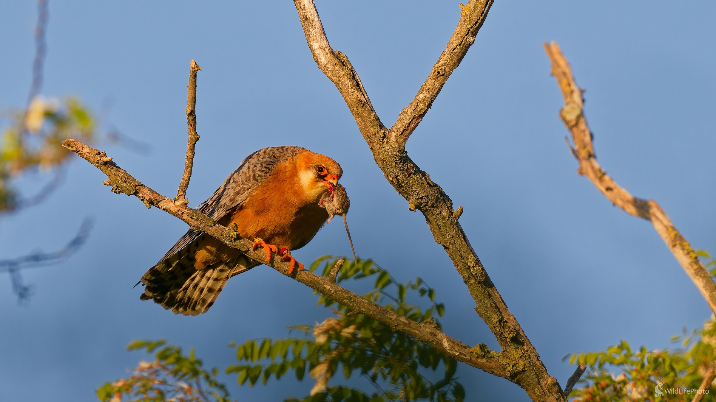 Fajnové raňajky (Bohuš Číčel)