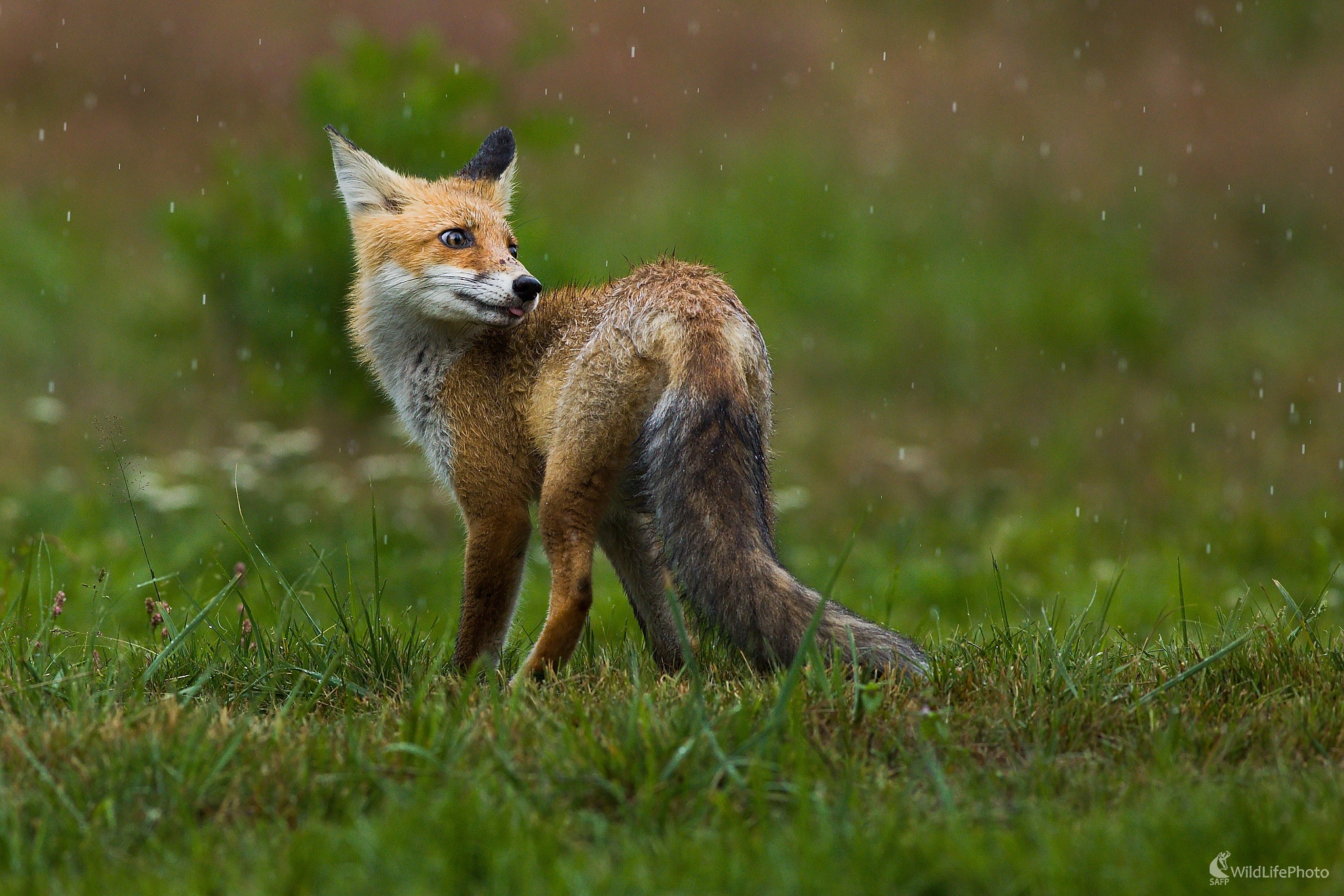 V daždi (Ladislav Dzivjak)