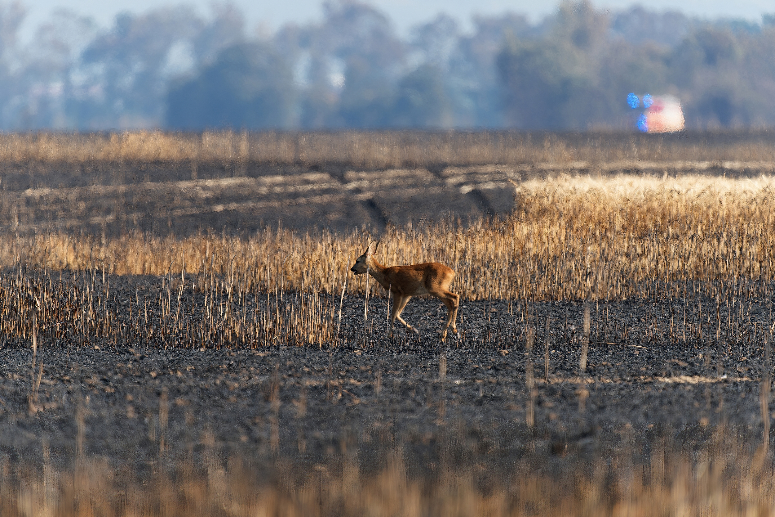 ani ohen zivot nezastavy (Patrik Čillík)