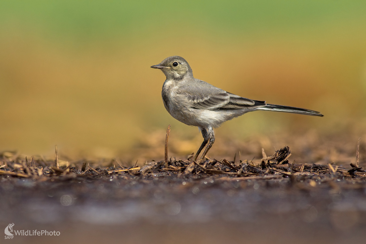 Mlaďoch (Michal Lutonský)