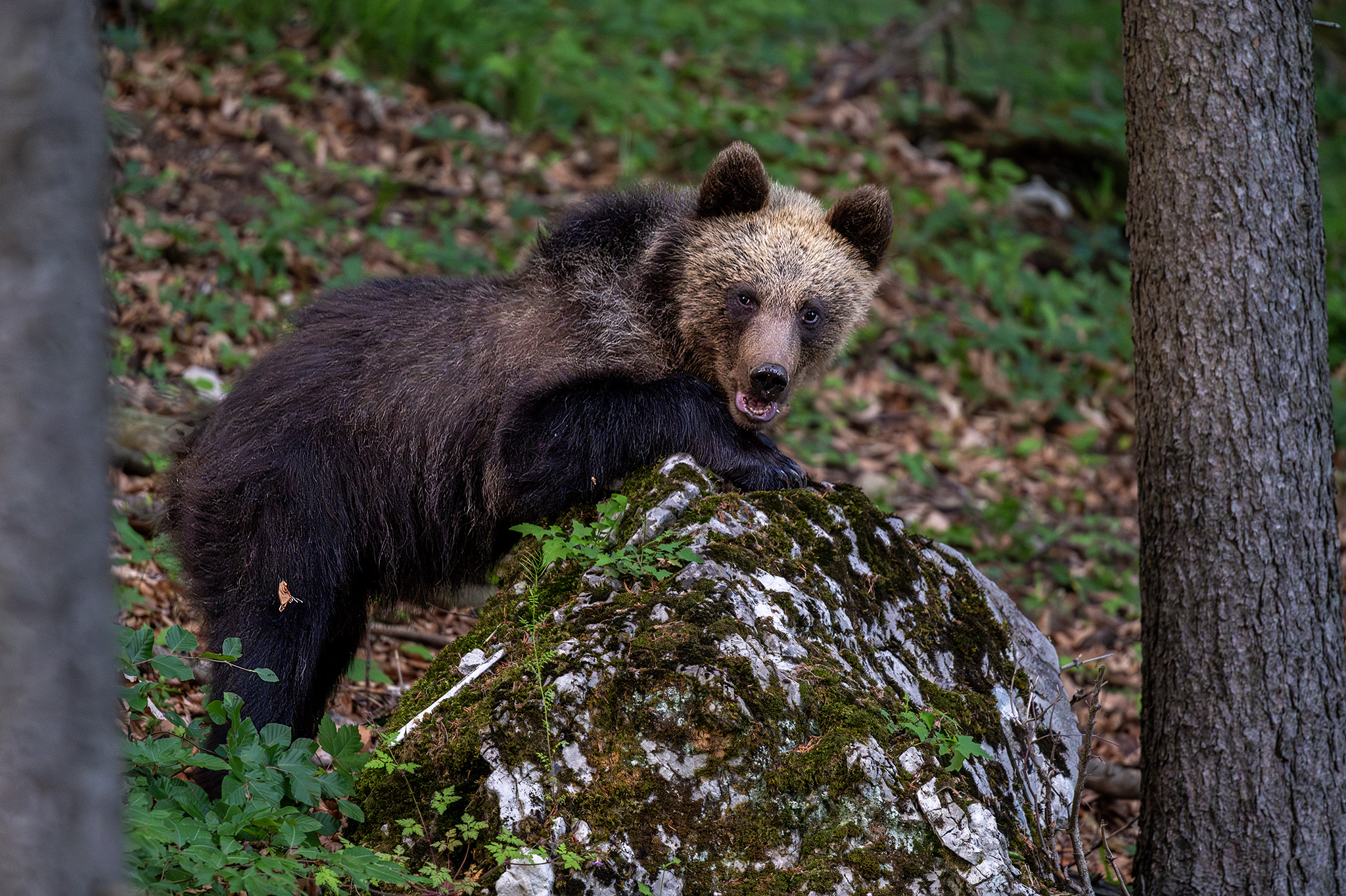 Nezbedník  (Tomáš Smutný)